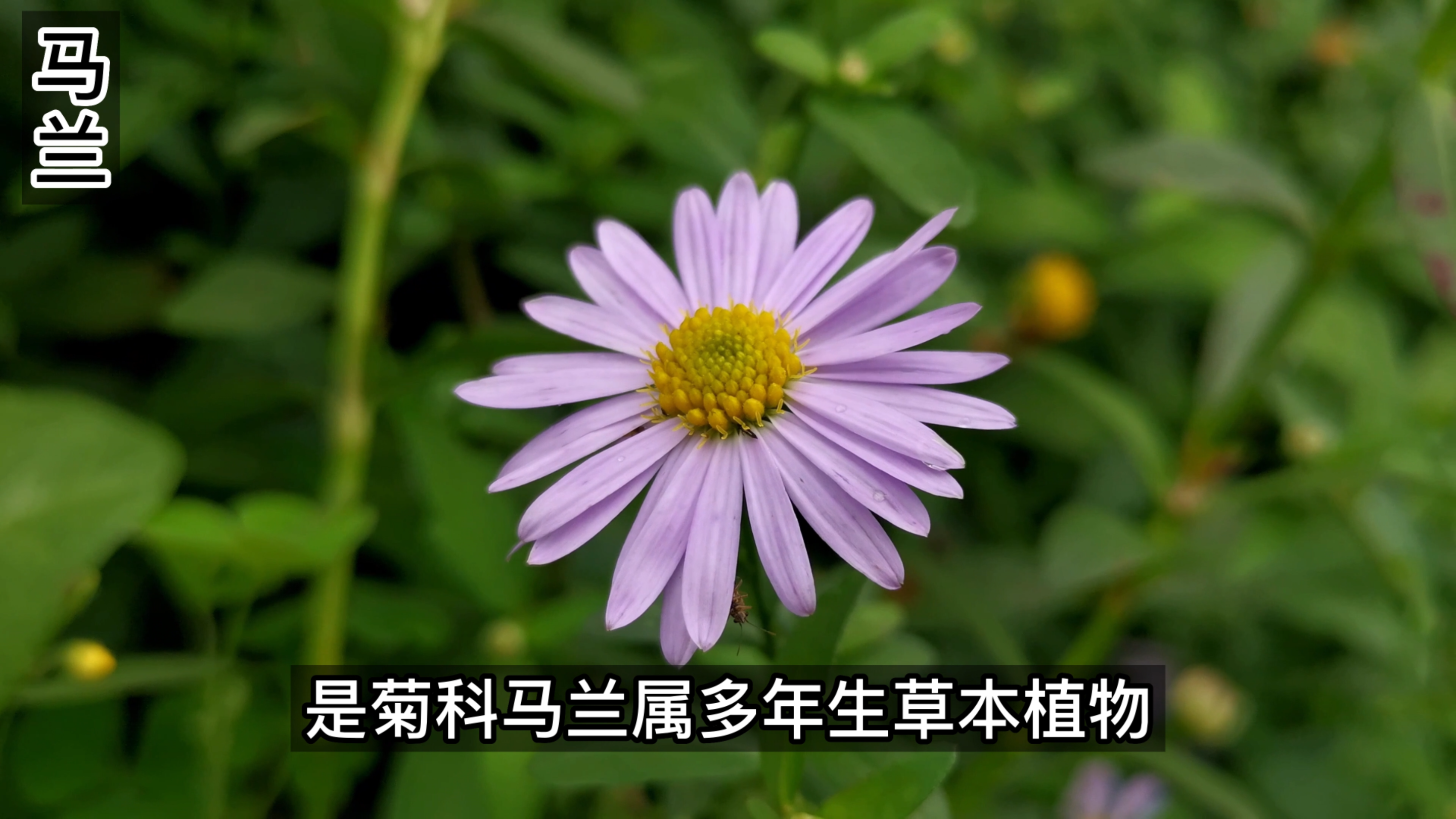 这种植物我们叫泥鳅串,你们叫什么呢。它的嫩茎叶可以做蔬菜食用