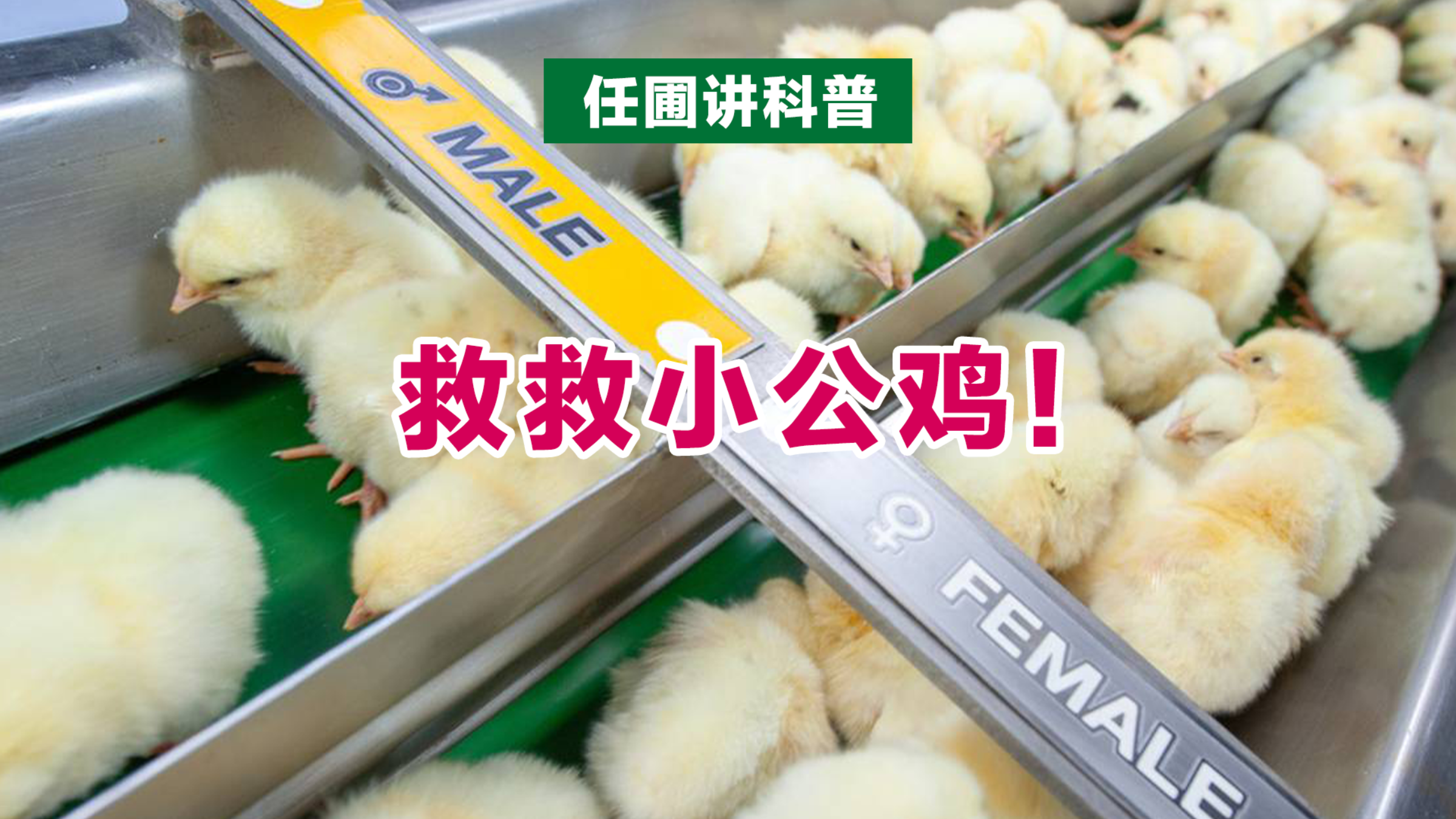 【任圃讲科普】救救小公鸡!如何只生产母鸡?