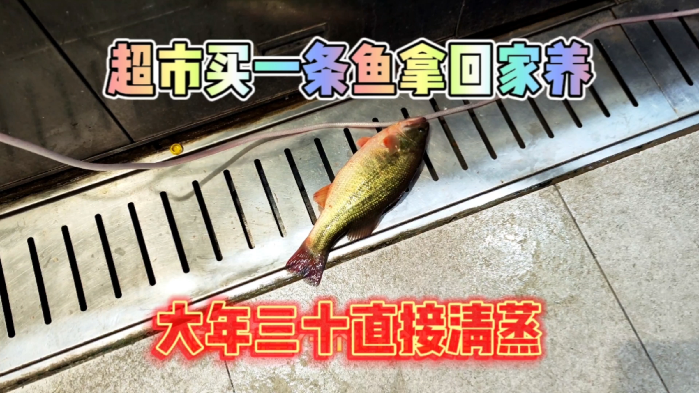 从超市买一条鲈鱼回家养一下,大年三十直接清蒸装盘!