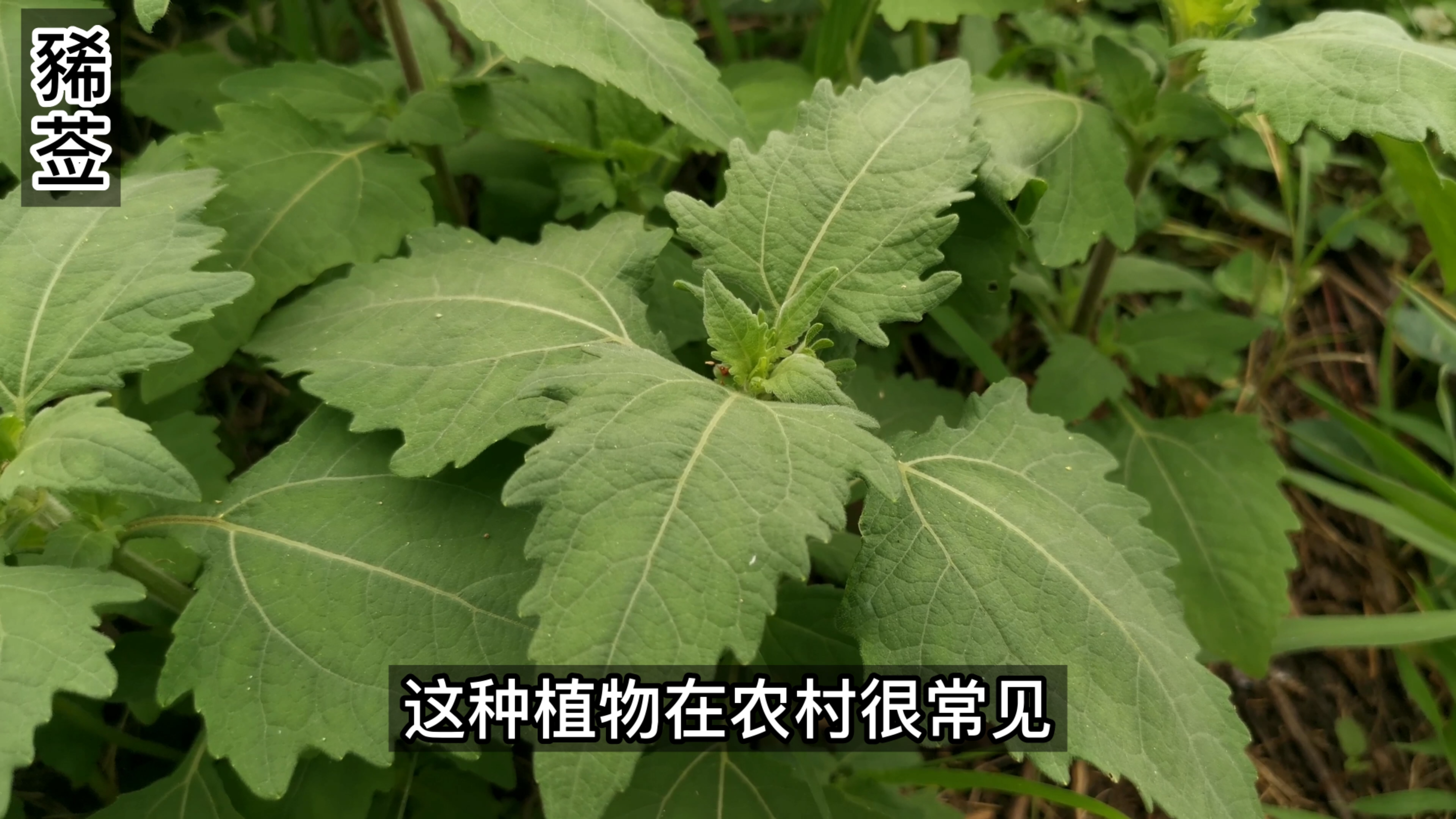 这种植物有一股猪臭味,我们家乡叫它肥猪苗,你知道它的正式名么