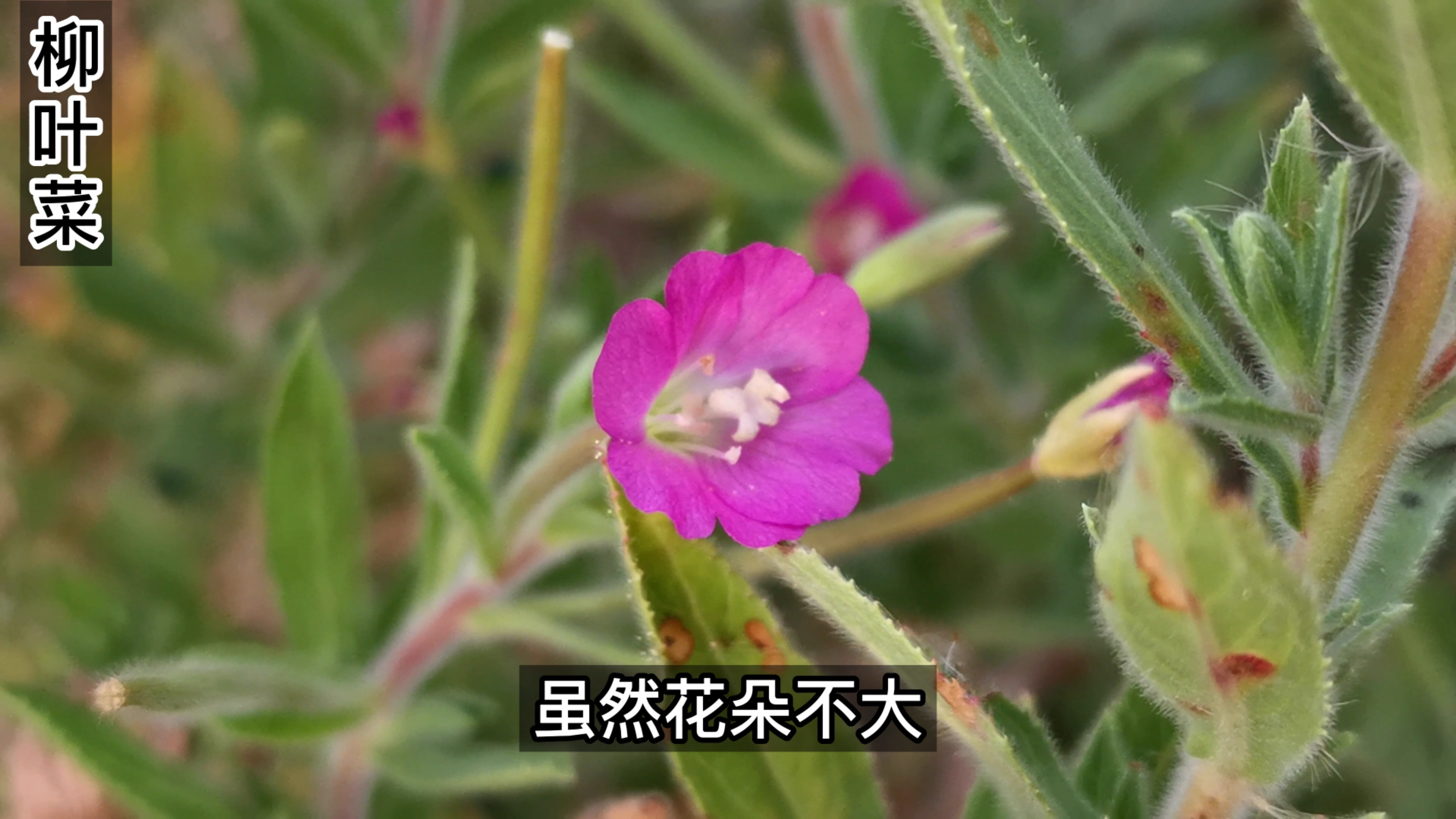 这种植物叶子似柳叶,故名柳叶菜,也叫通经草,你认识么