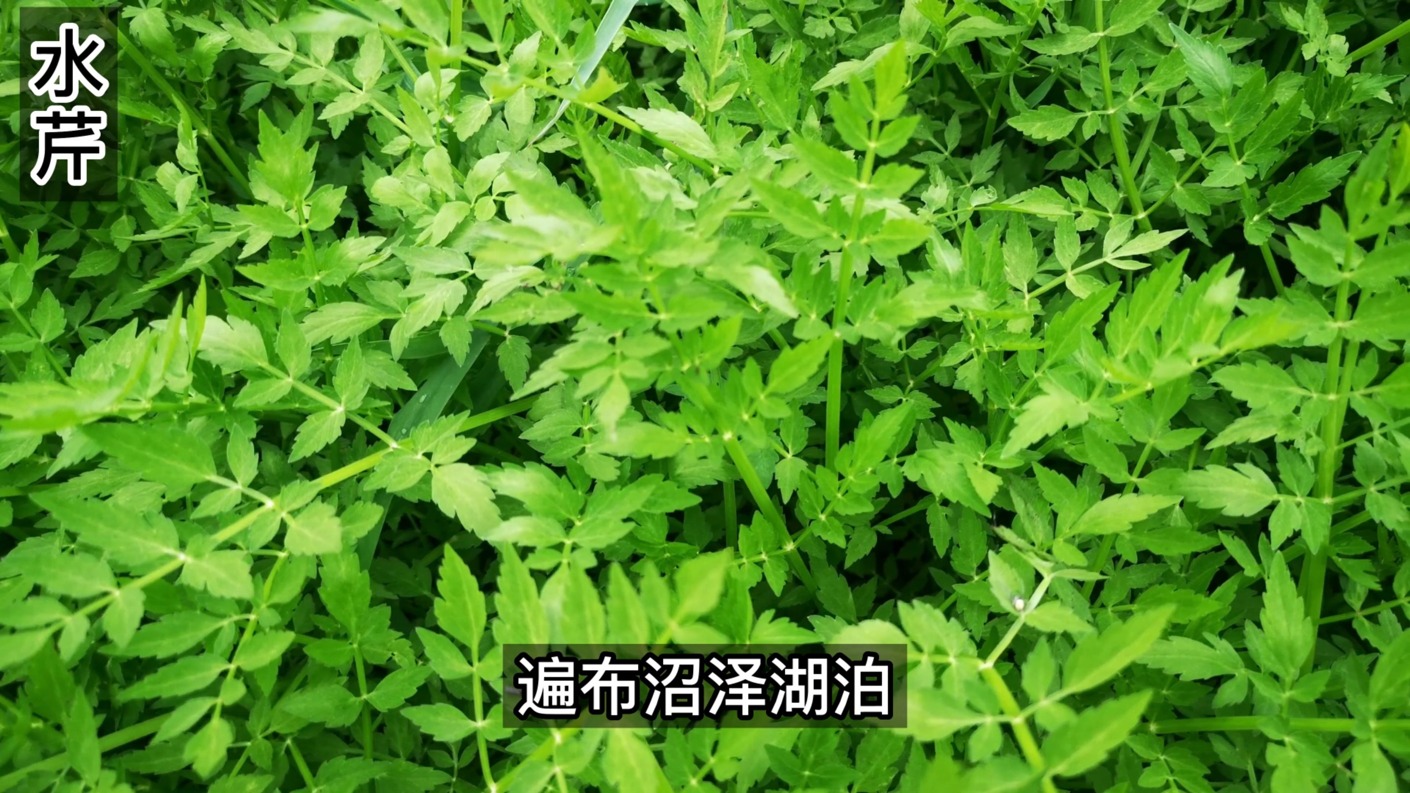 水芹味道鲜香脆嫩,在我国古代是高档蔬菜,也是古老的药用植物