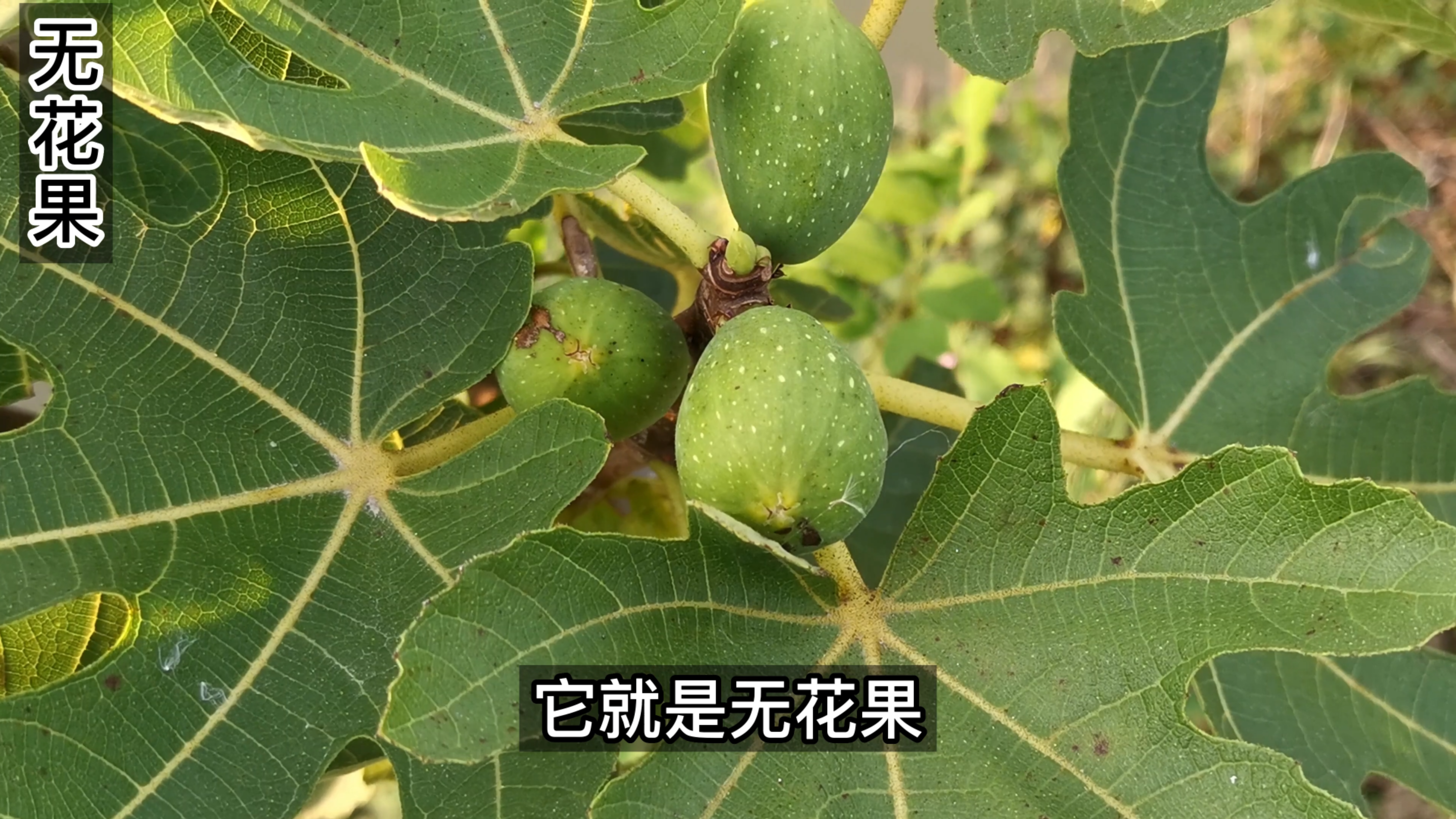 无花果其实也要开花,据说每个好吃的无花果里面都藏着一只死蜜蜂