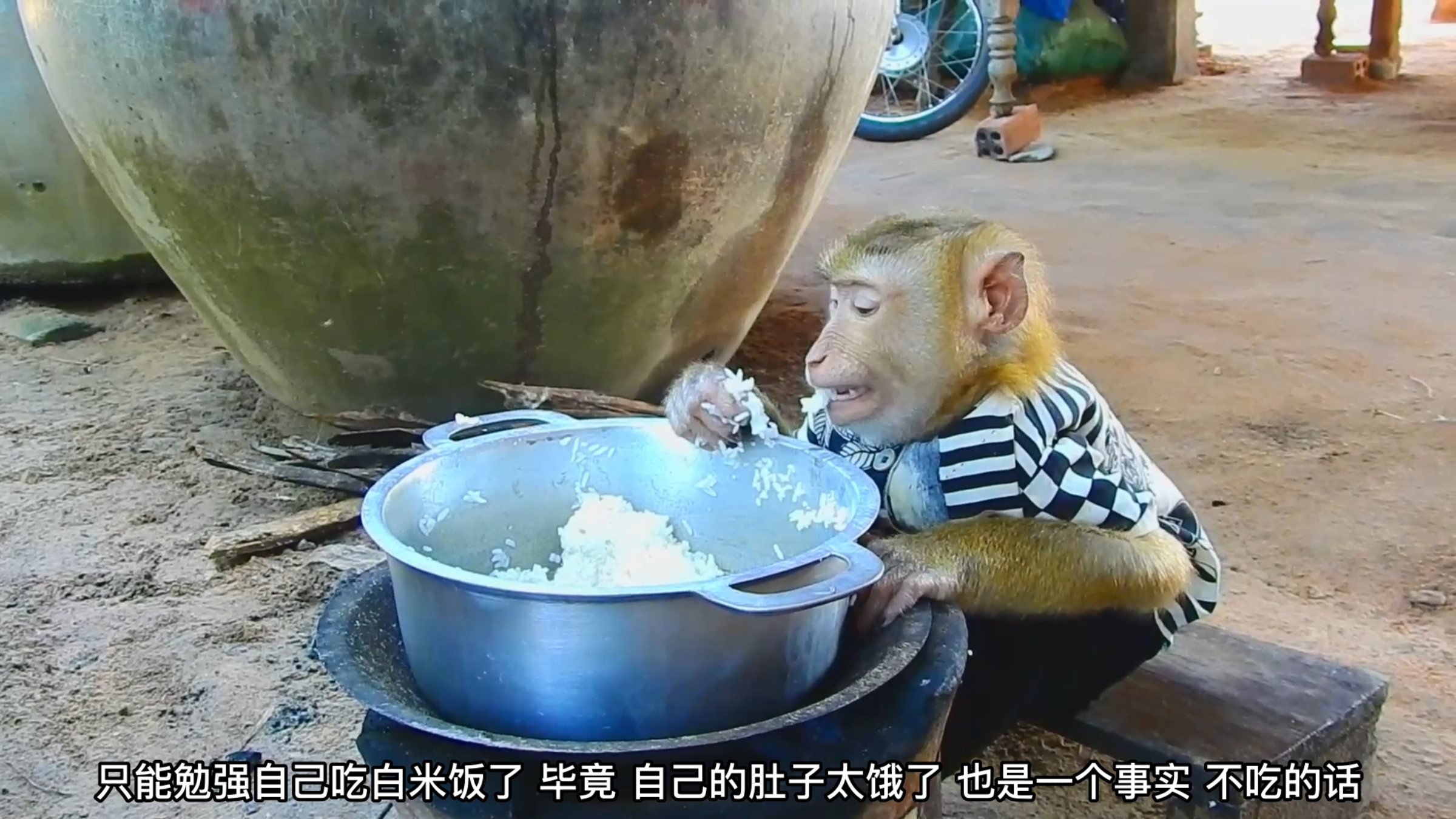 猴子只有白米饭可以吃,连一点菜都没有,它就只能勉强吃饭了