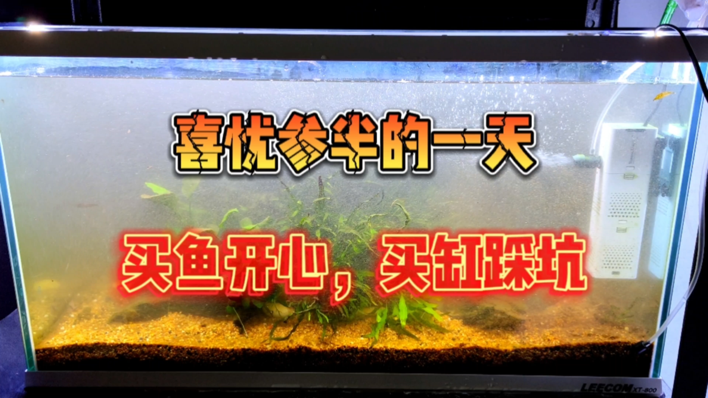 大年初四,喜忧参半,怨种博主,买鱼开心,买缸踩坑!
