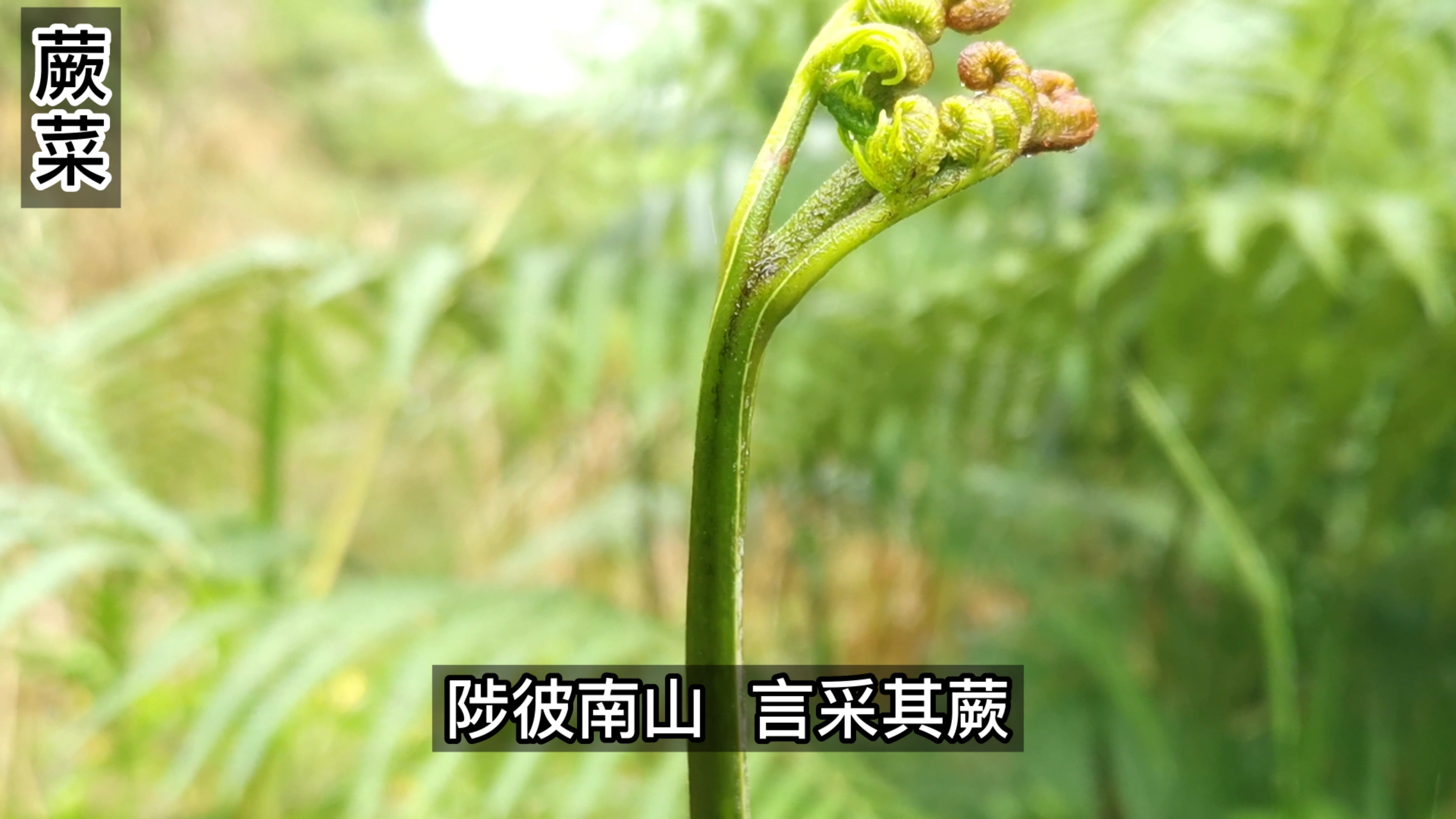 蕨菜长出的嫩芽叫蕨苔,自古就是很受欢迎的山珍野菜。
