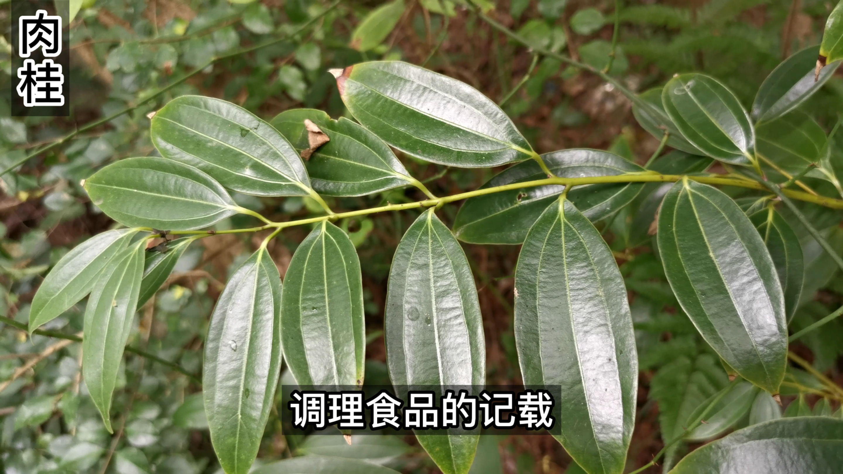 肉桂是人们很熟悉的香料,在我国有悠久的食用和药用历史