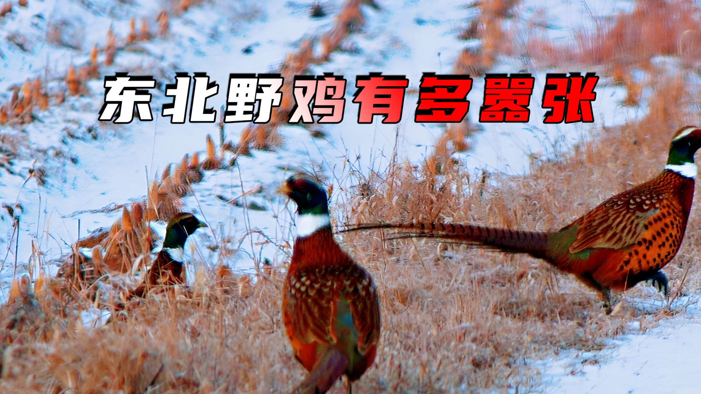 东北野鸡有多嚣张?数量多到撞墙无人吃,农民恨之入骨却无可奈何