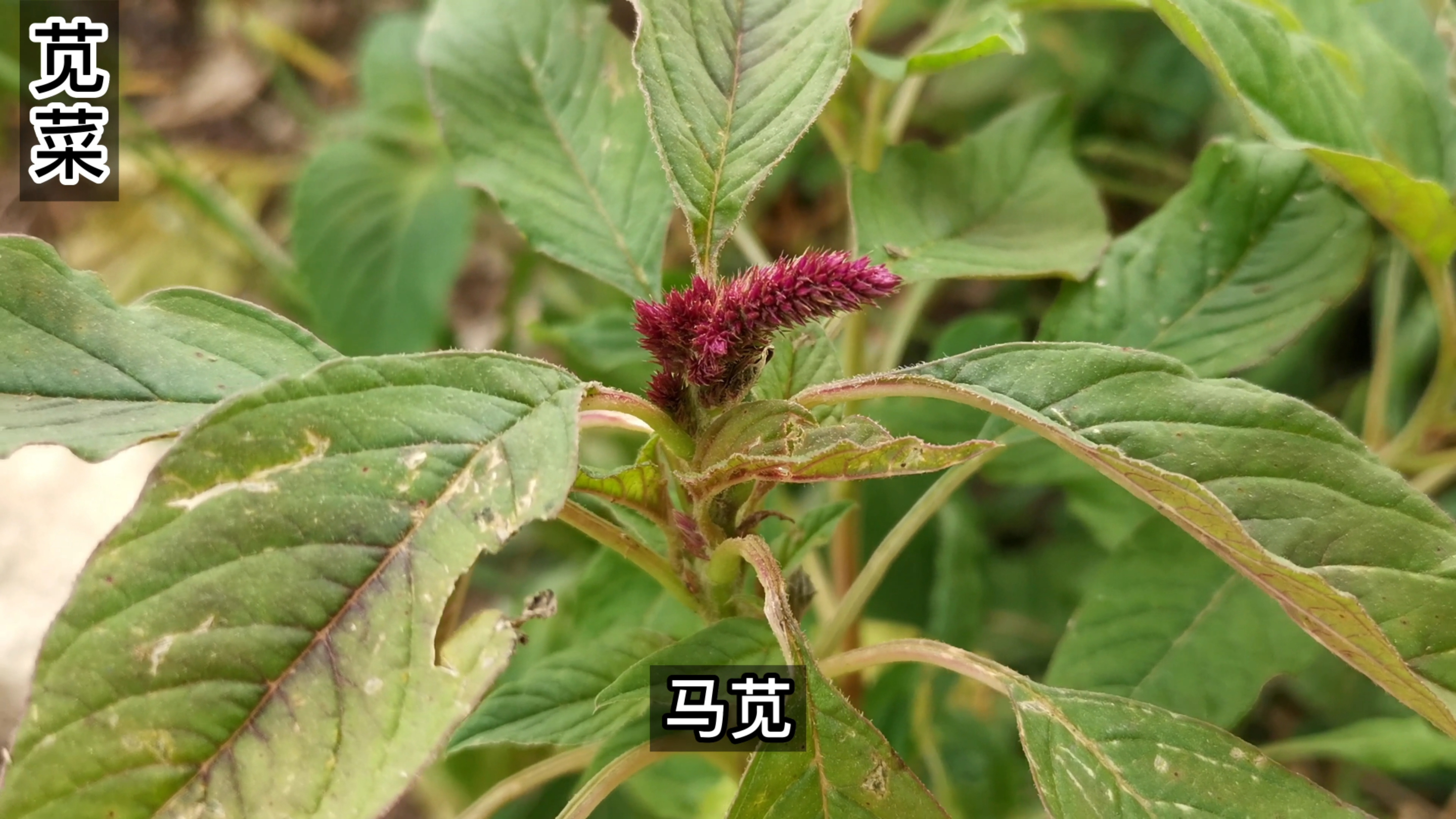 苋菜在我国已有几千年食用历史,是《神农本草经》记载的古老药材