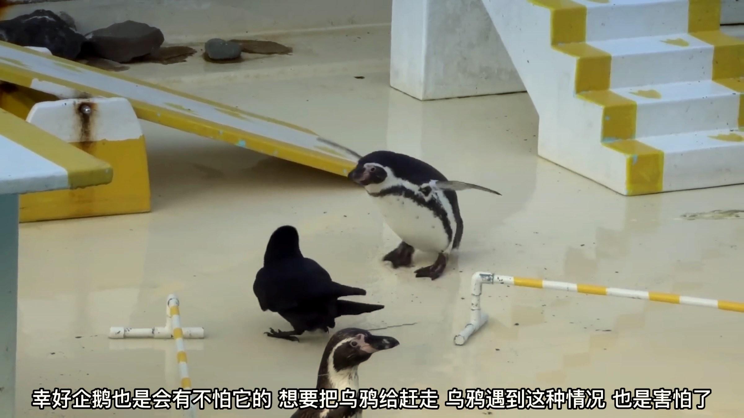 企鹅的地盘跑进去一只乌鸦,这只乌鸦还很不老实,喜欢对企鹅动嘴
