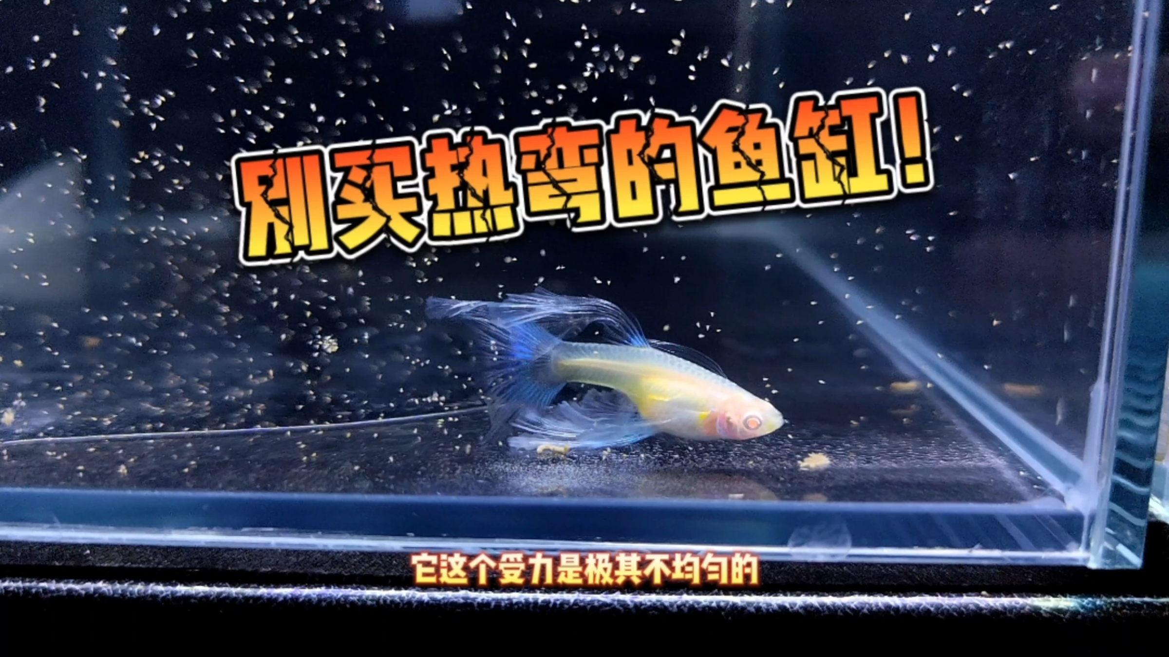 买鱼缸避坑指南,最好别买热弯缸!有一定的安全隐患!