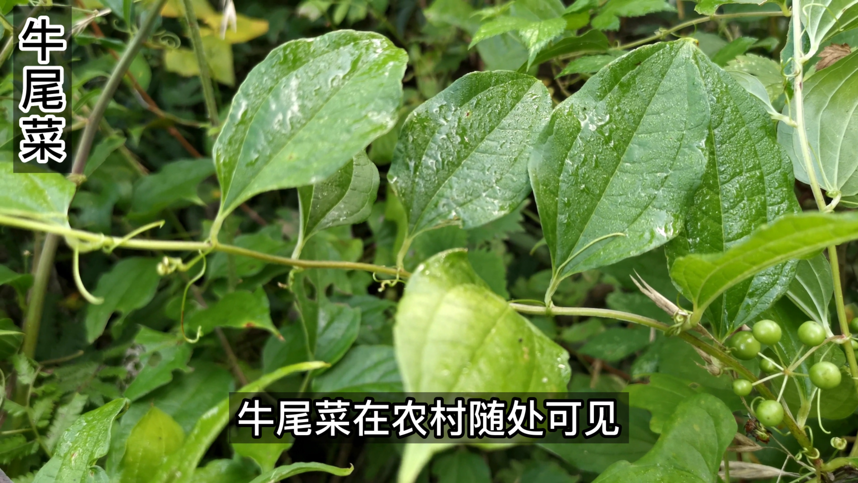 这种植物尾部卷须似牛的尾巴,故而得名牛尾菜,号称“野菜之王”