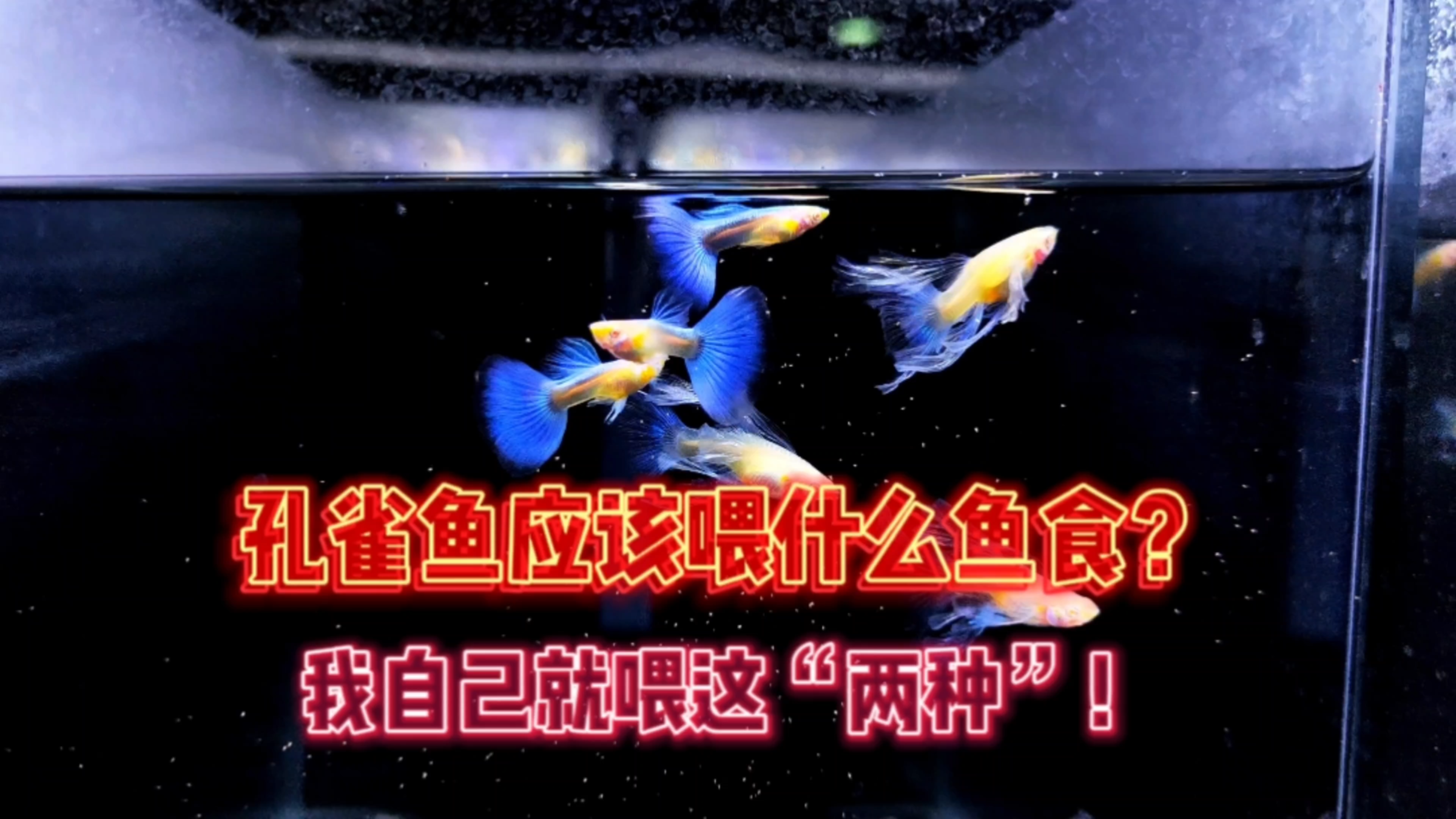 孔雀鱼应该喂什么鱼食呢?我目前就喂这两种鱼食!