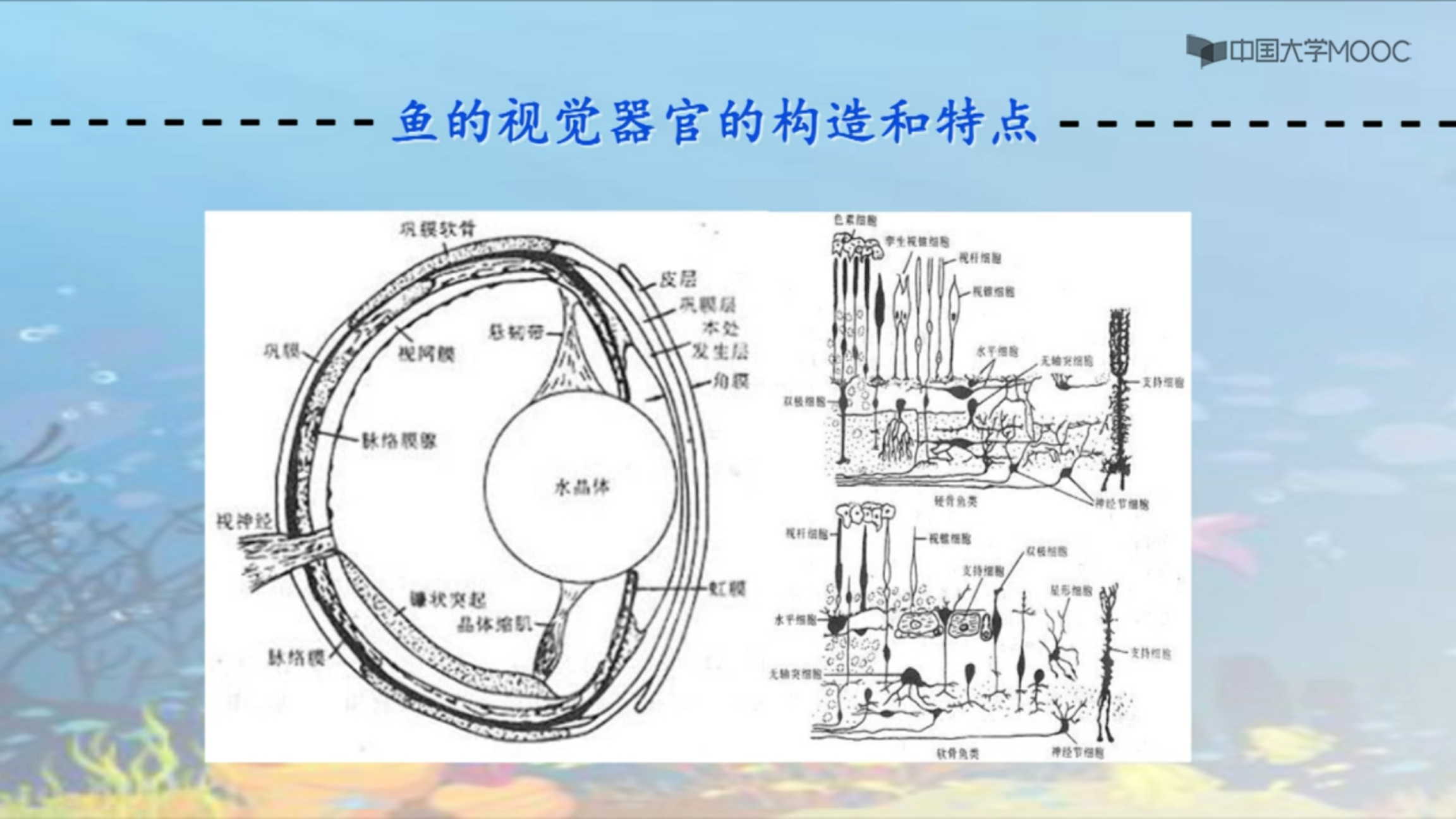 海洋生物地理_鱼类行为学_鱼类视觉器官构造及其特点_科普视频