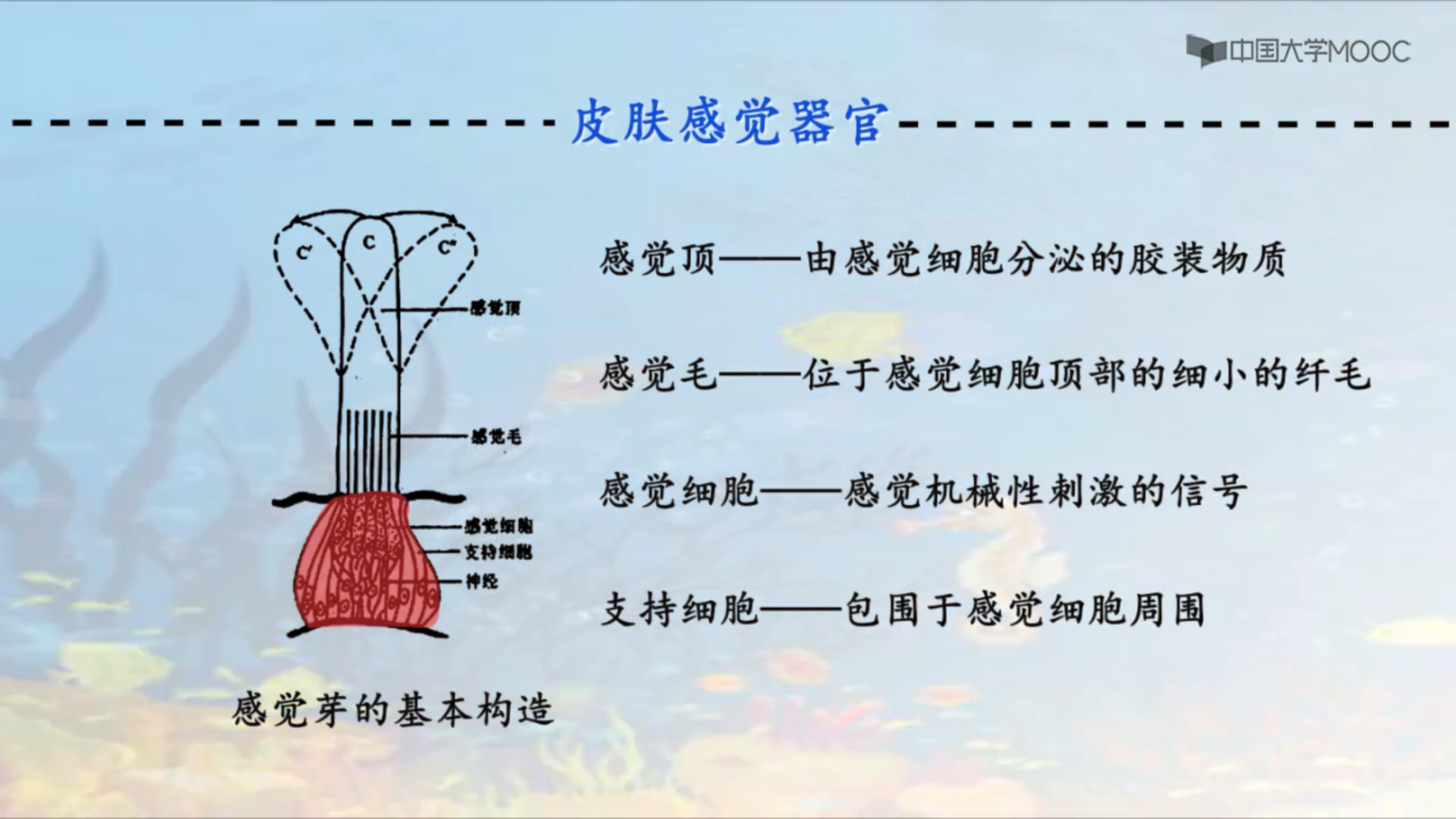 海洋生物地理_鱼类行为学_鱼类的皮肤感觉器官_科普视频