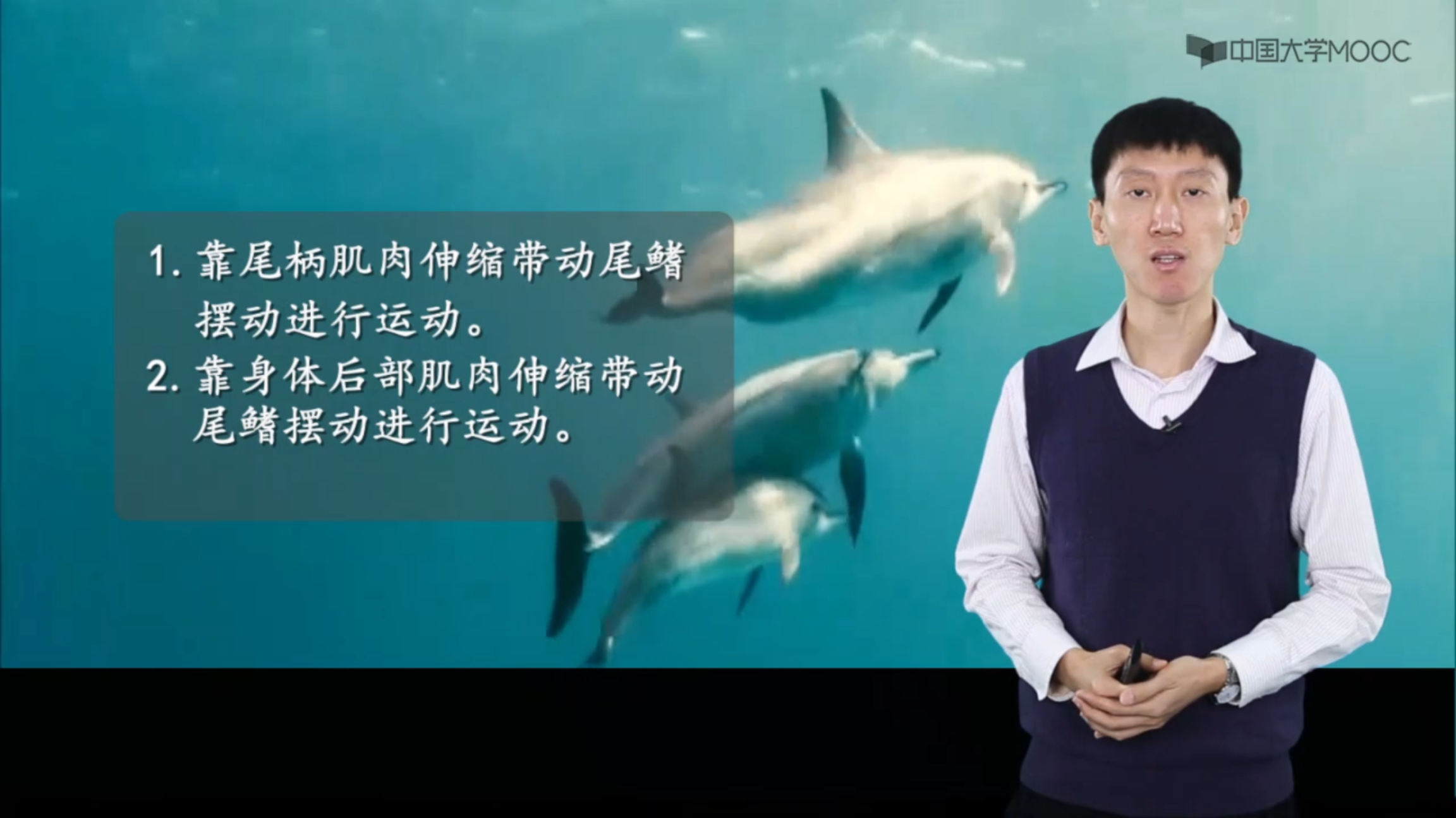 海洋生物地理_鱼类行为学_鱼类的游泳方式_科普视频