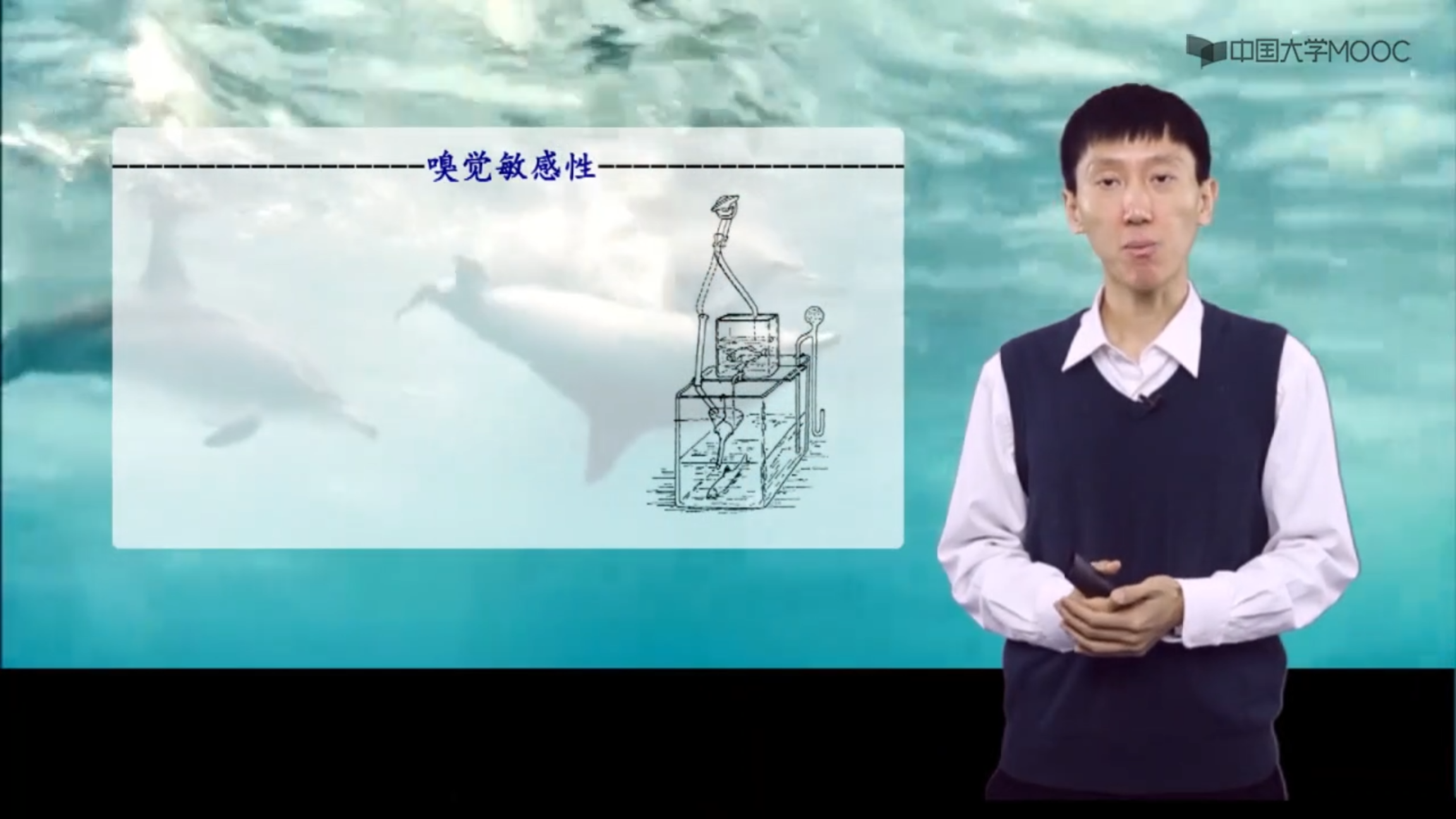 海洋生物地理_鱼类行为学_嗅觉、化学刺激与摄食行为_科普视频