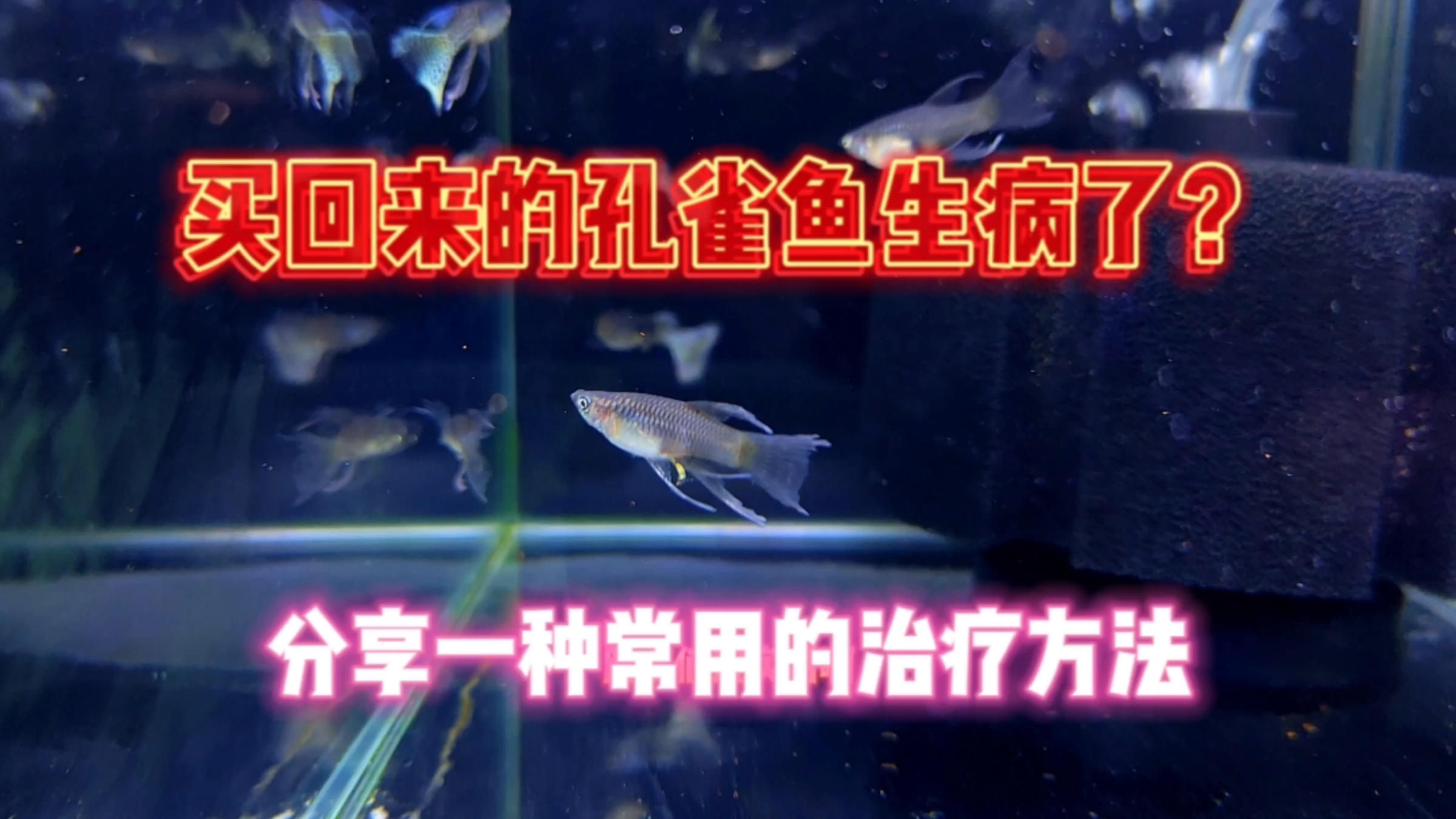 买回来的孔雀鱼生病了怎么办?跟大家分享一个常用的治疗方法!