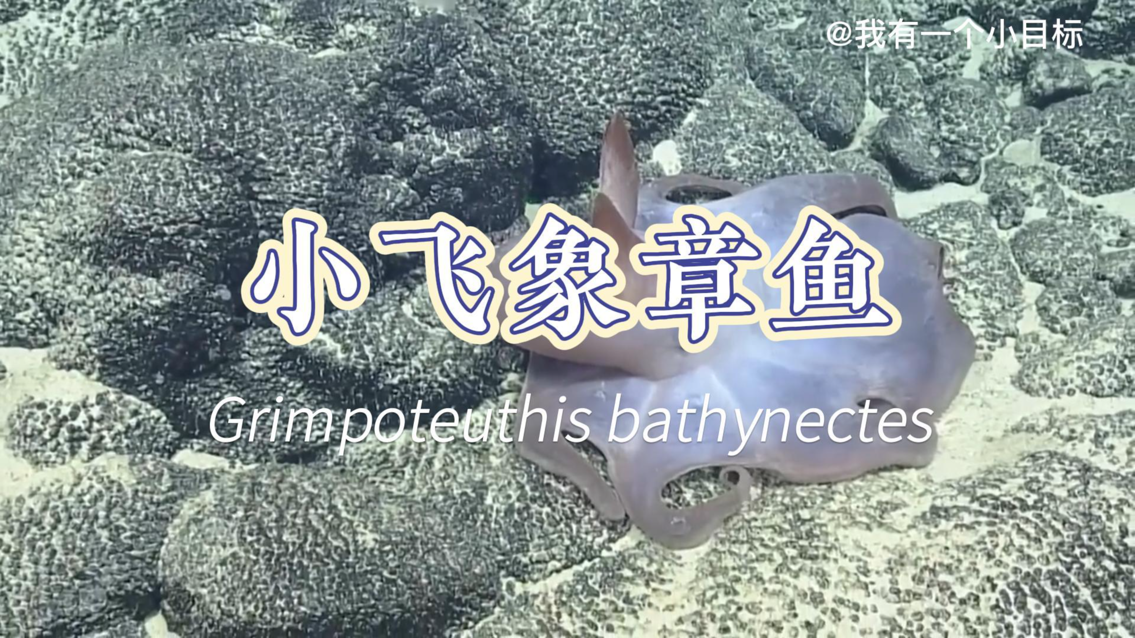 【动物知识科普】小飞象章鱼