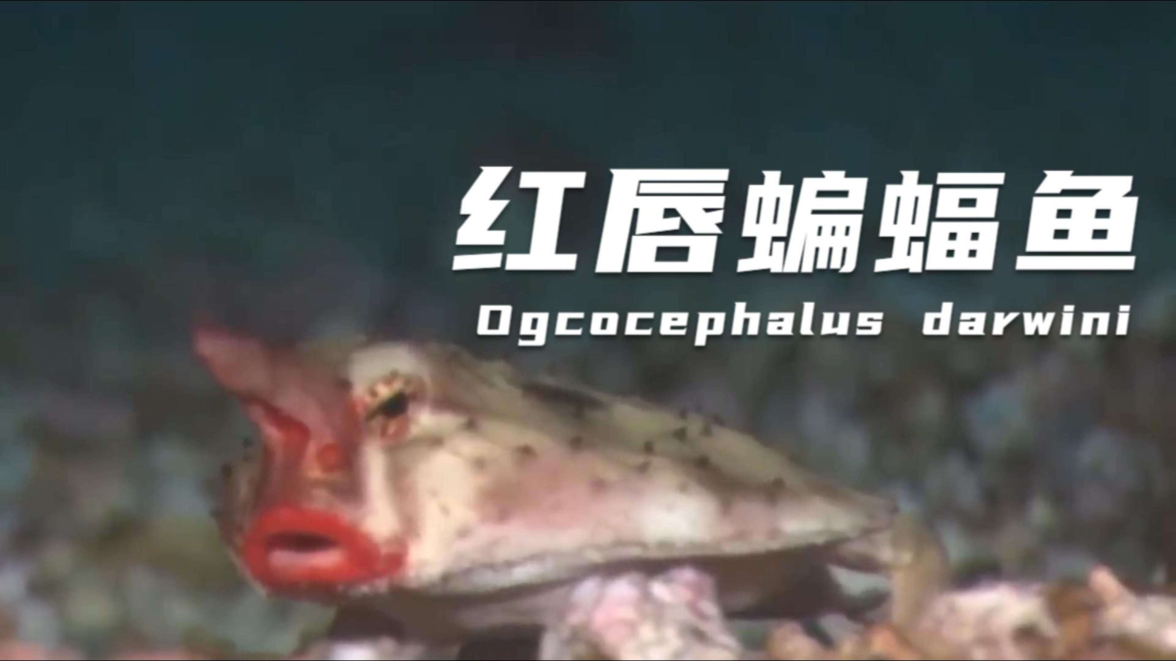 【动物知识科普】红唇蝙蝠鱼-海底“伏地魔”:用双脚走路的鱼