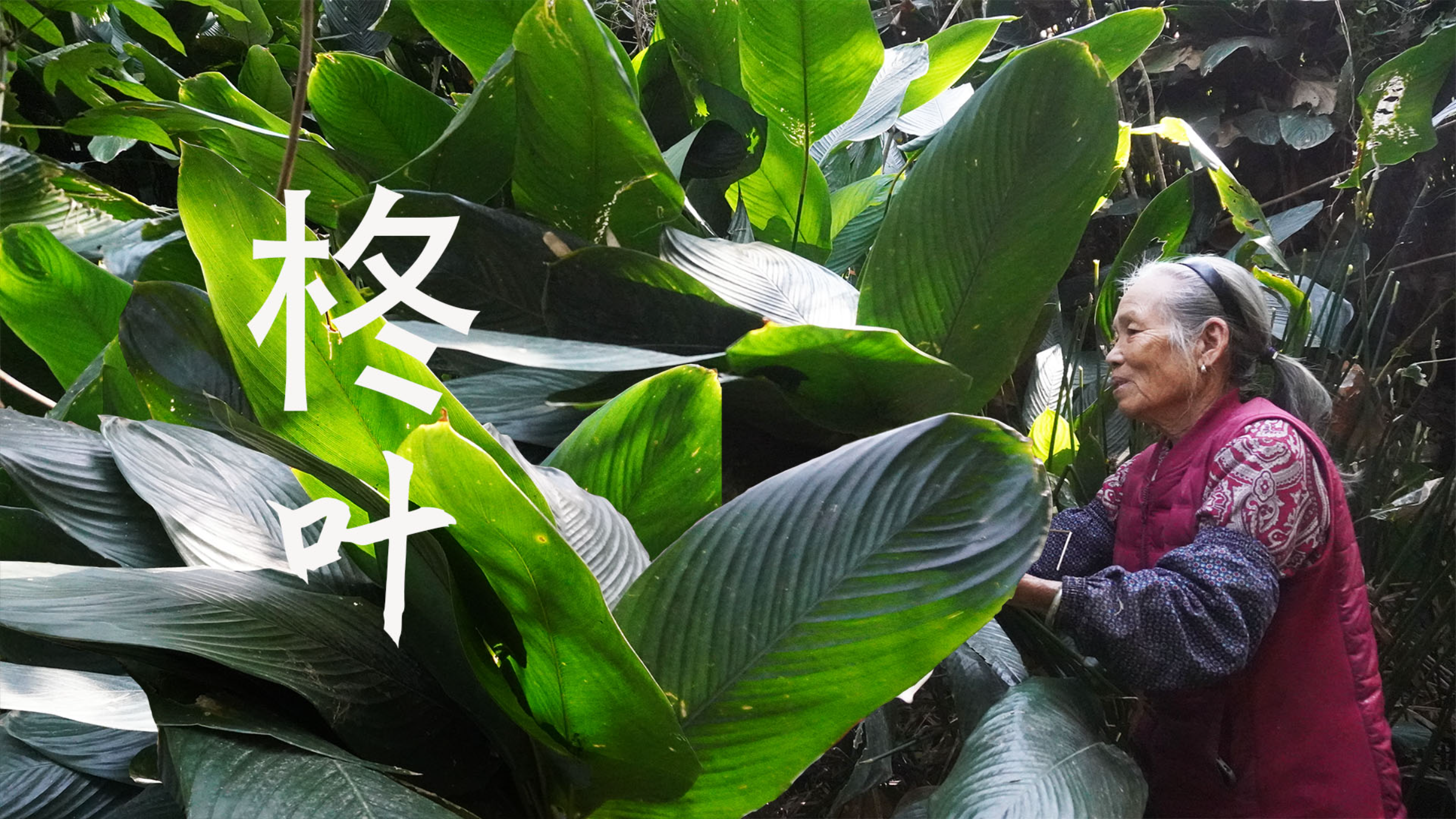 比人还高的柊叶,阿婆摘回做传统饭心糍粑,子孙吃得满嘴清香