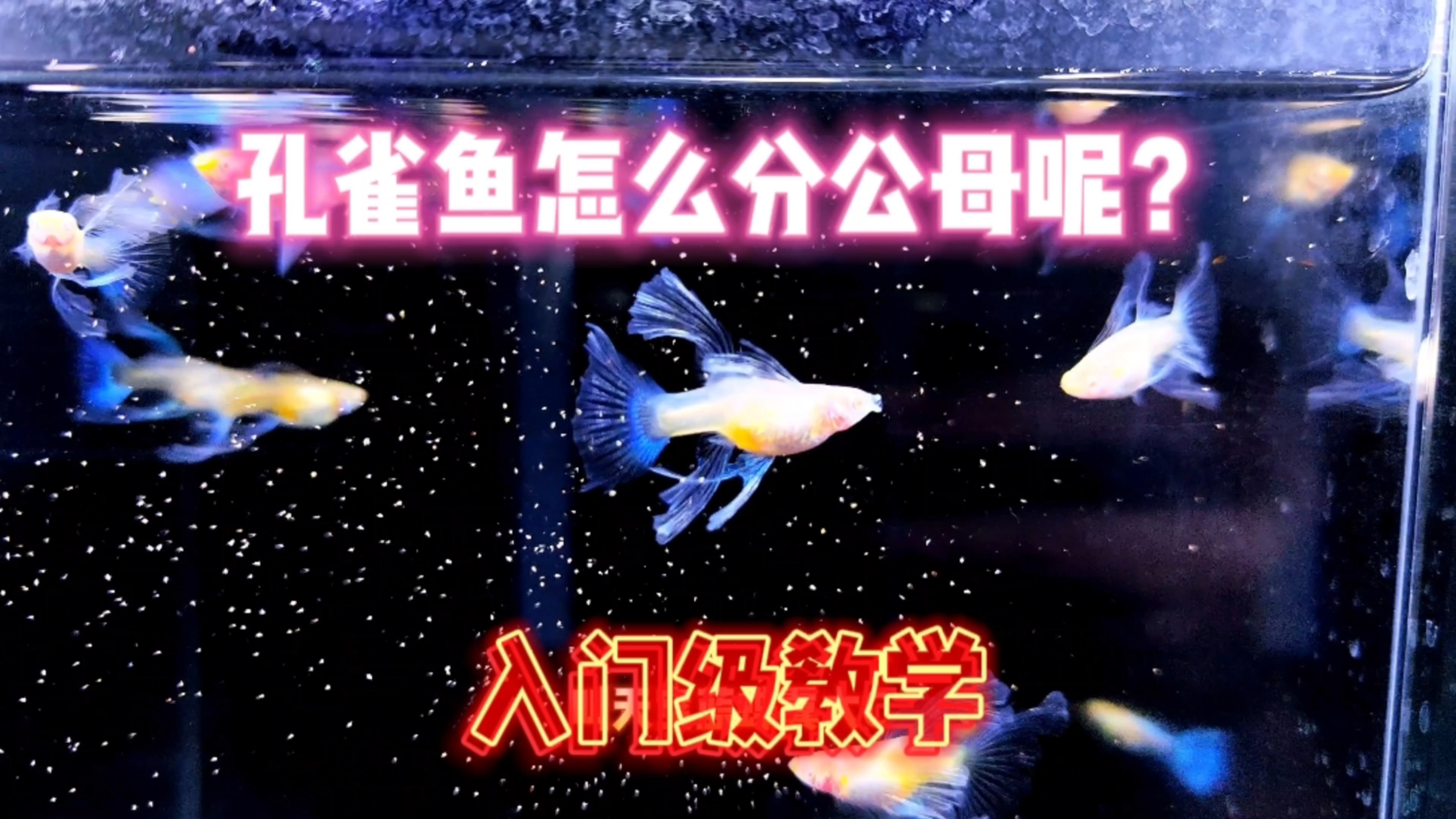 孔雀鱼应该怎么分公母呢?今天来一波入门级教程!