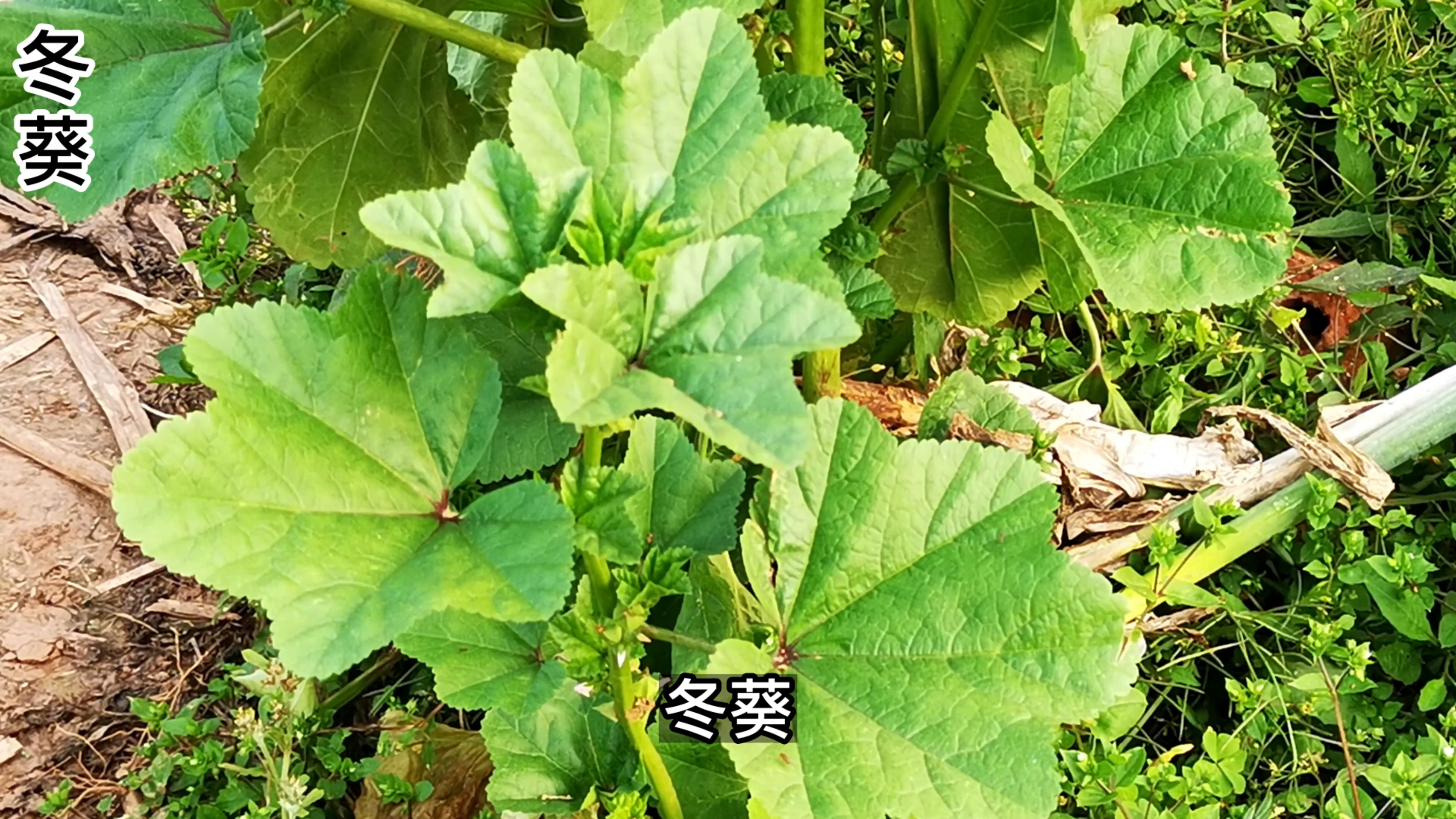 冬葵在古代是五菜之首,被称为“百菜之主”,后被大白菜挤出菜园