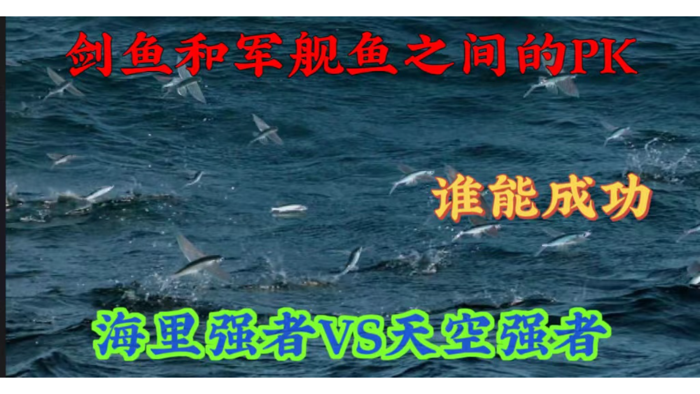 剑鱼和军舰鱼的斗争,到底谁能更胜一筹,捕食成功呢?