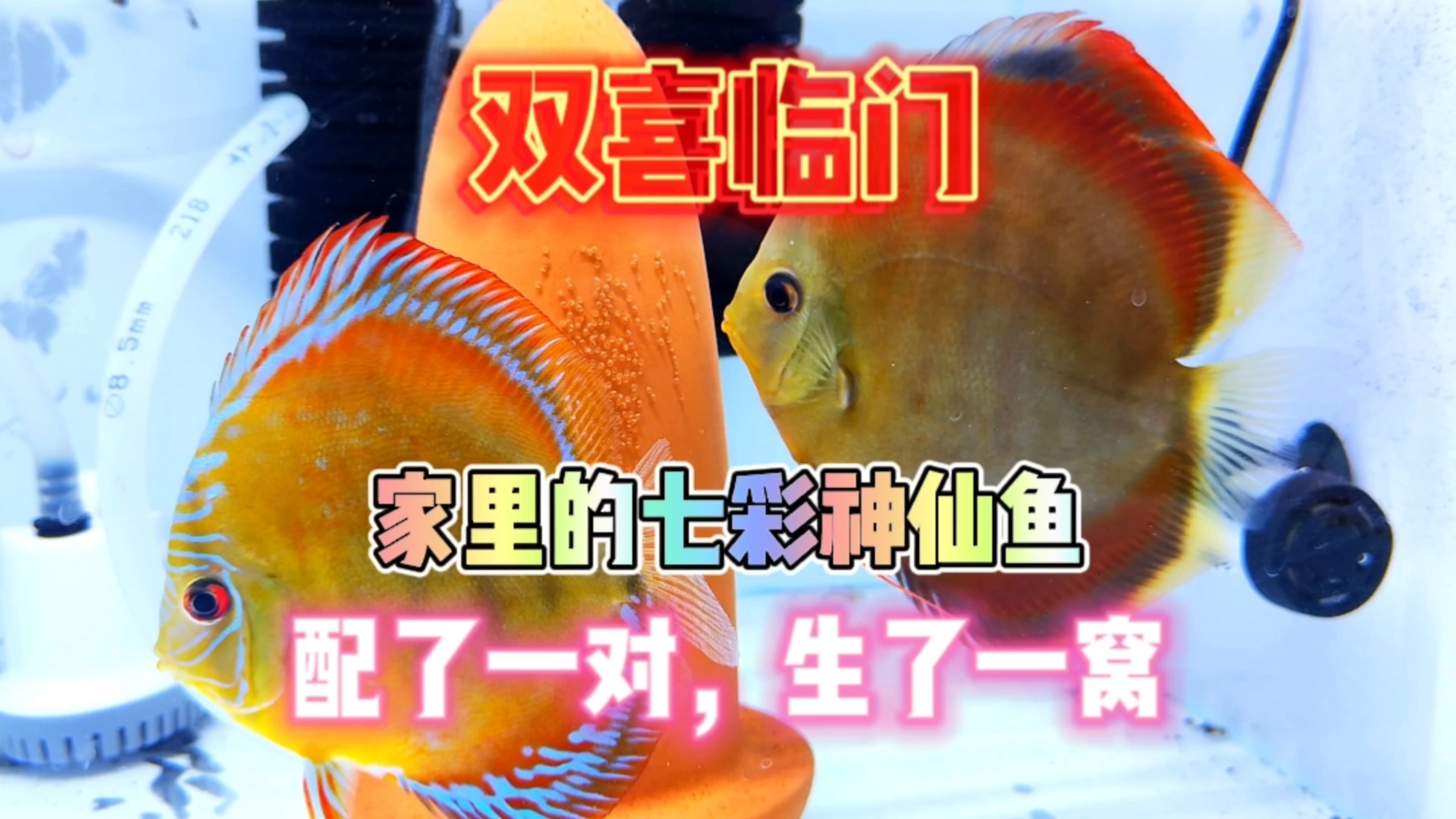 双喜临门!家里的七彩神仙鱼生了一窝,配了一对!