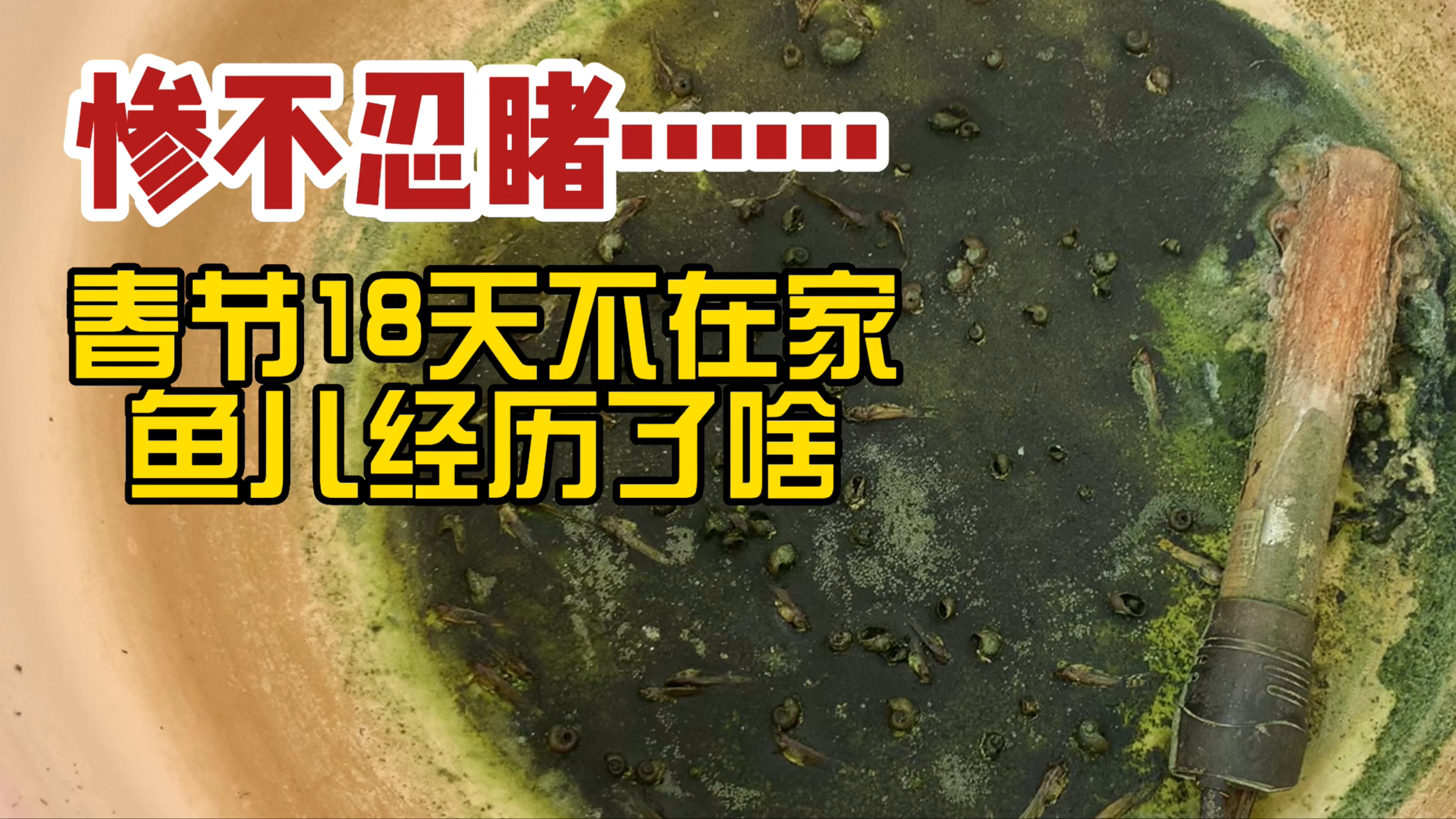 长期出门注意水位和加热!我烧干三盆孔雀鱼了