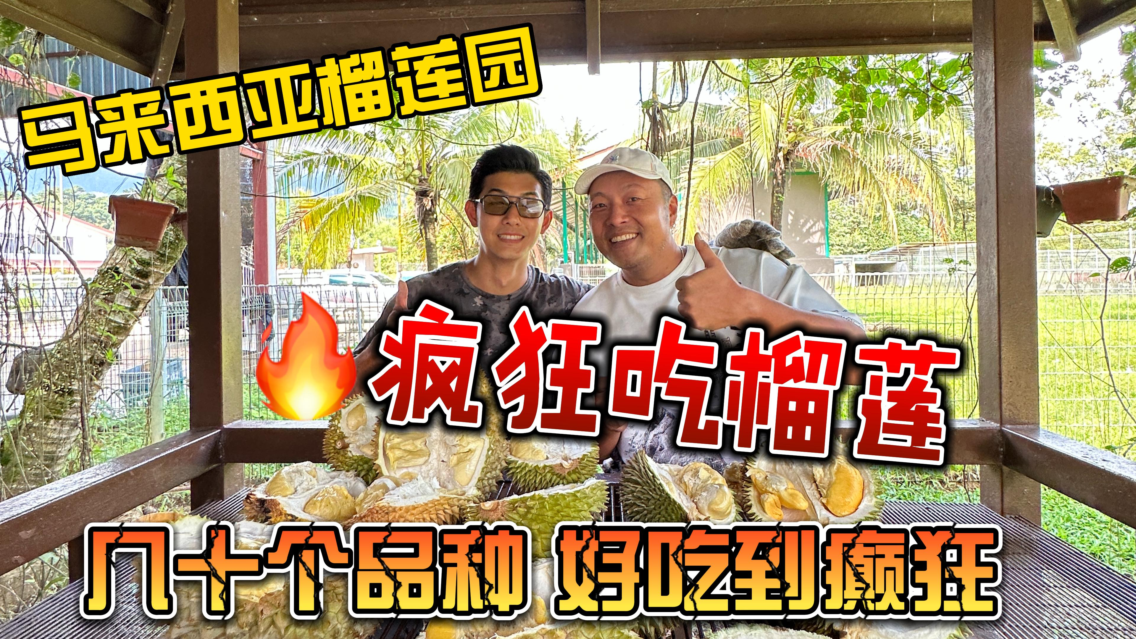 马来西亚榴莲园,疯狂吃榴莲,几十个品种的榴莲,好吃到不想离开