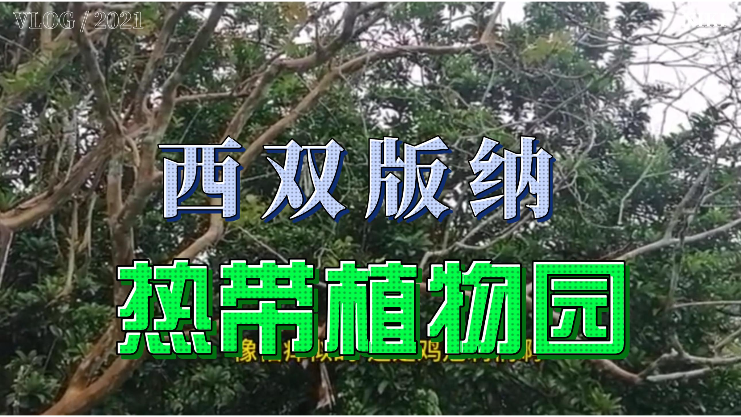 西双版纳热带植物园好不好玩?望天树高80米,王莲可站70公斤人?