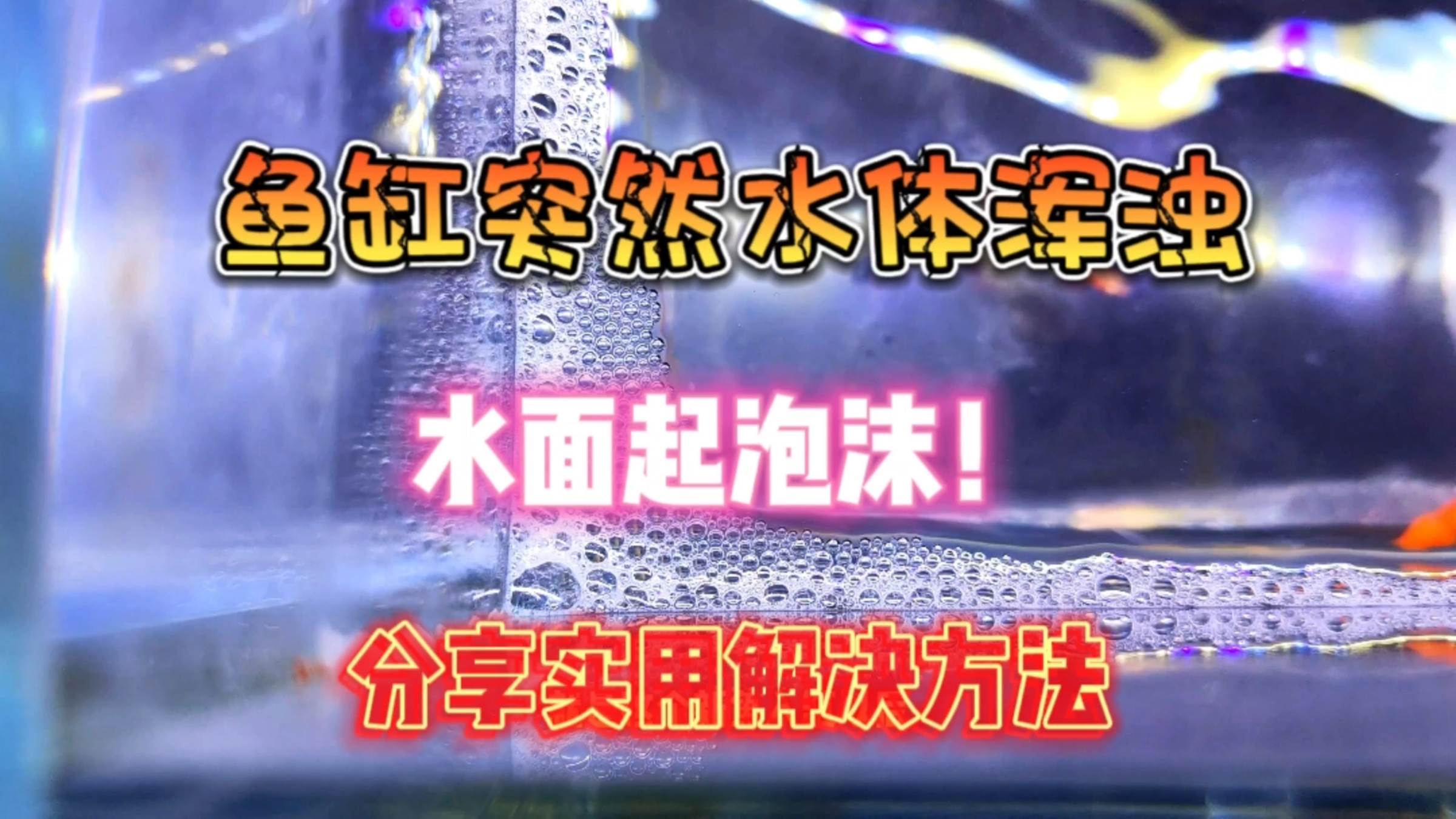 养鱼中遇到这种情况吗?鱼缸突然水体发白、发浑浊,不要慌!