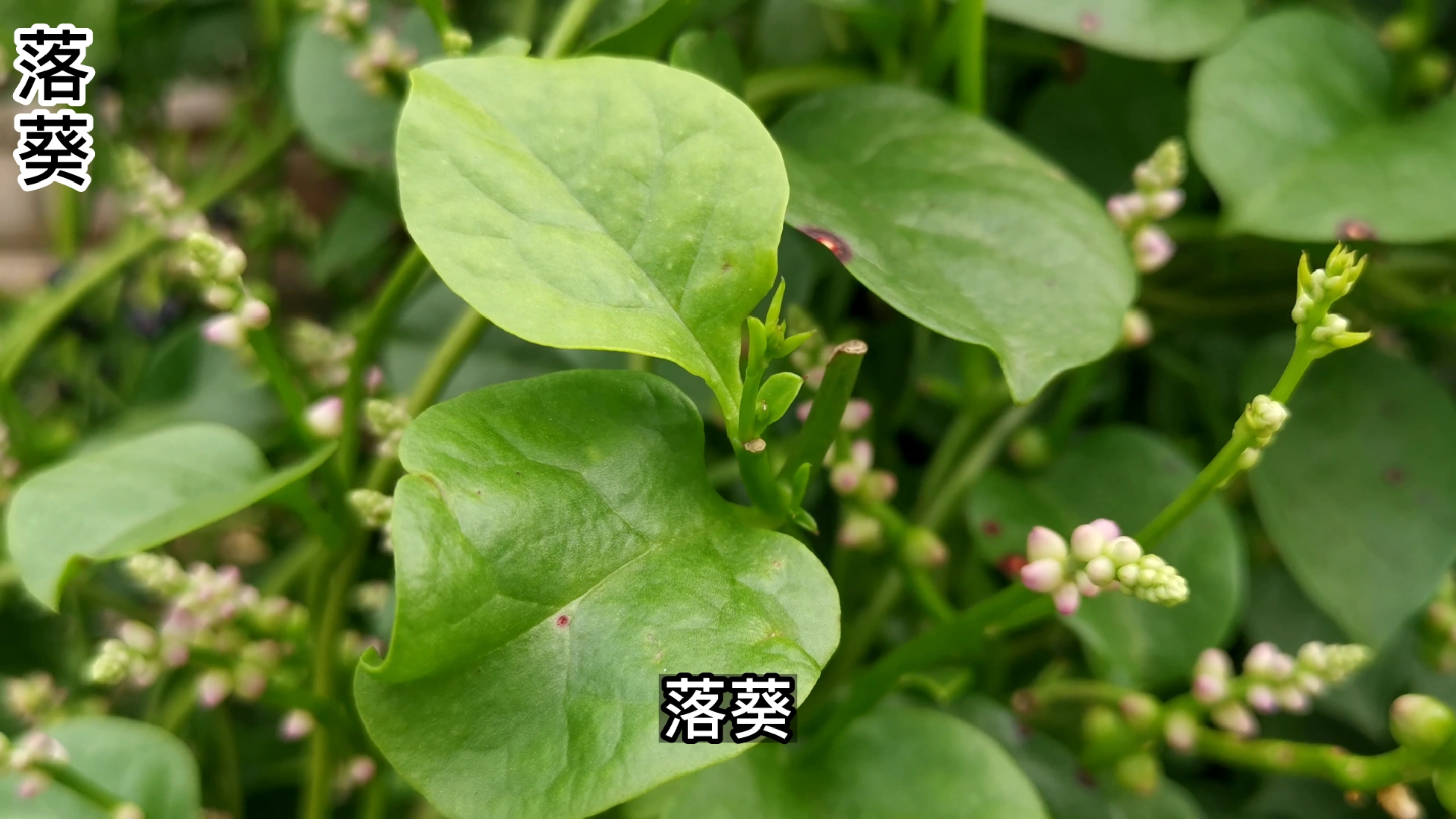 落葵浑身是宝,在古代不但是蔬菜和药草,人们还用它做染料和面膜
