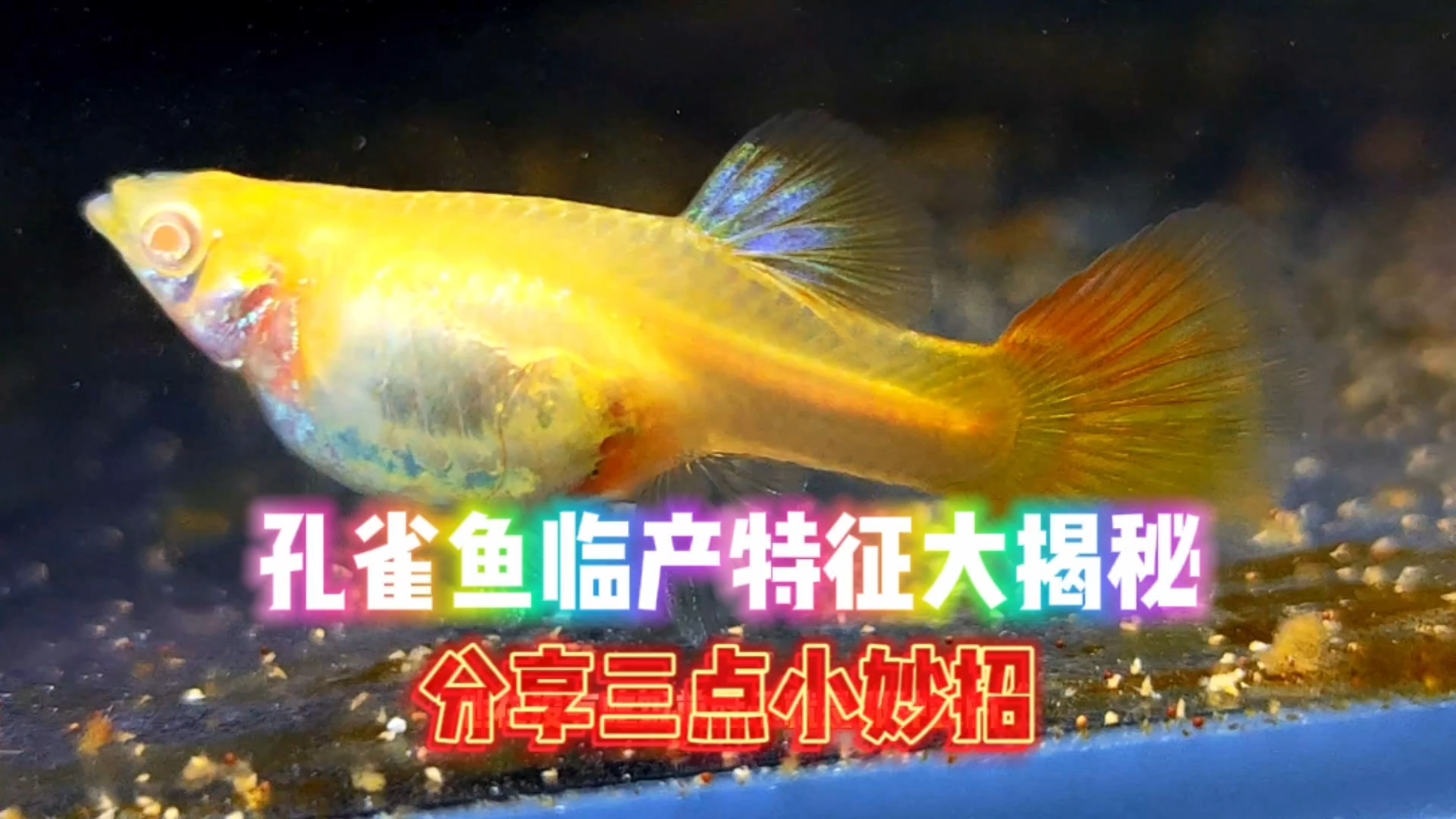 分享一下孔雀鱼母鱼临产的三大特点!经验总结,干货满满哦!