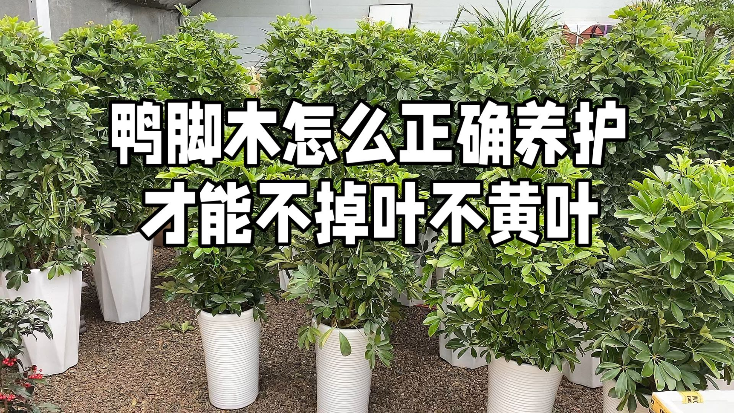 鸭脚木怎么正确养护 才能不掉叶不黄叶