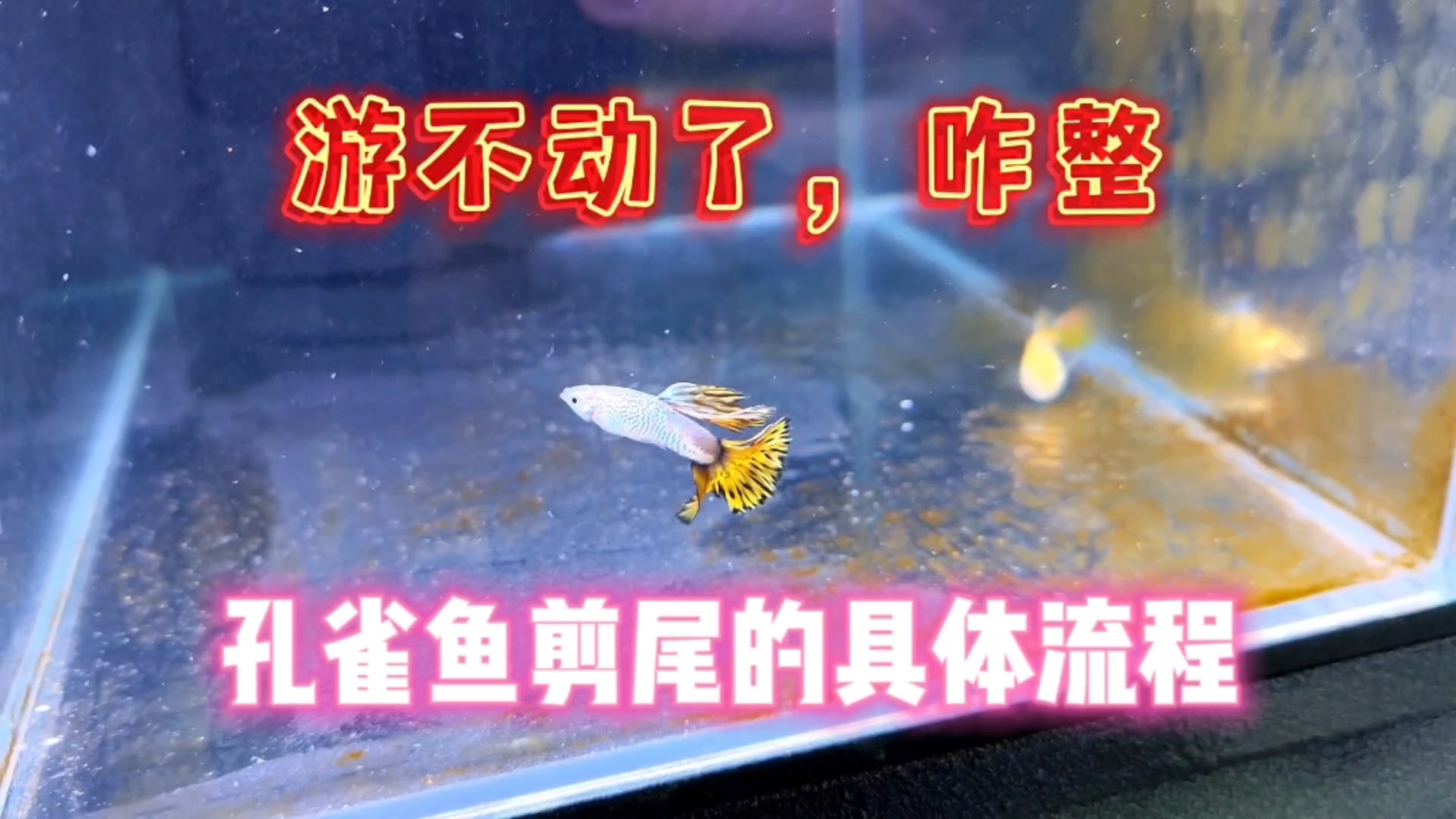 家里的孔雀鱼游不动了怎么办?分享一下我的剪尾小妙招!