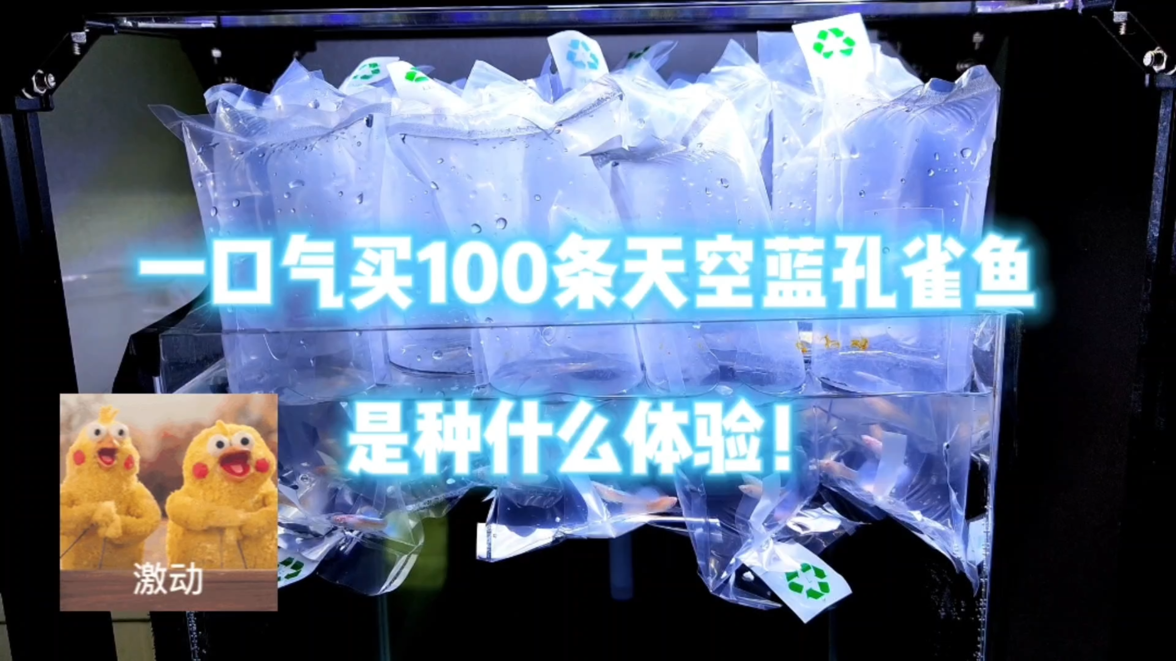 开箱!一口气买100条天空蓝孔雀鱼是种什么体验?
