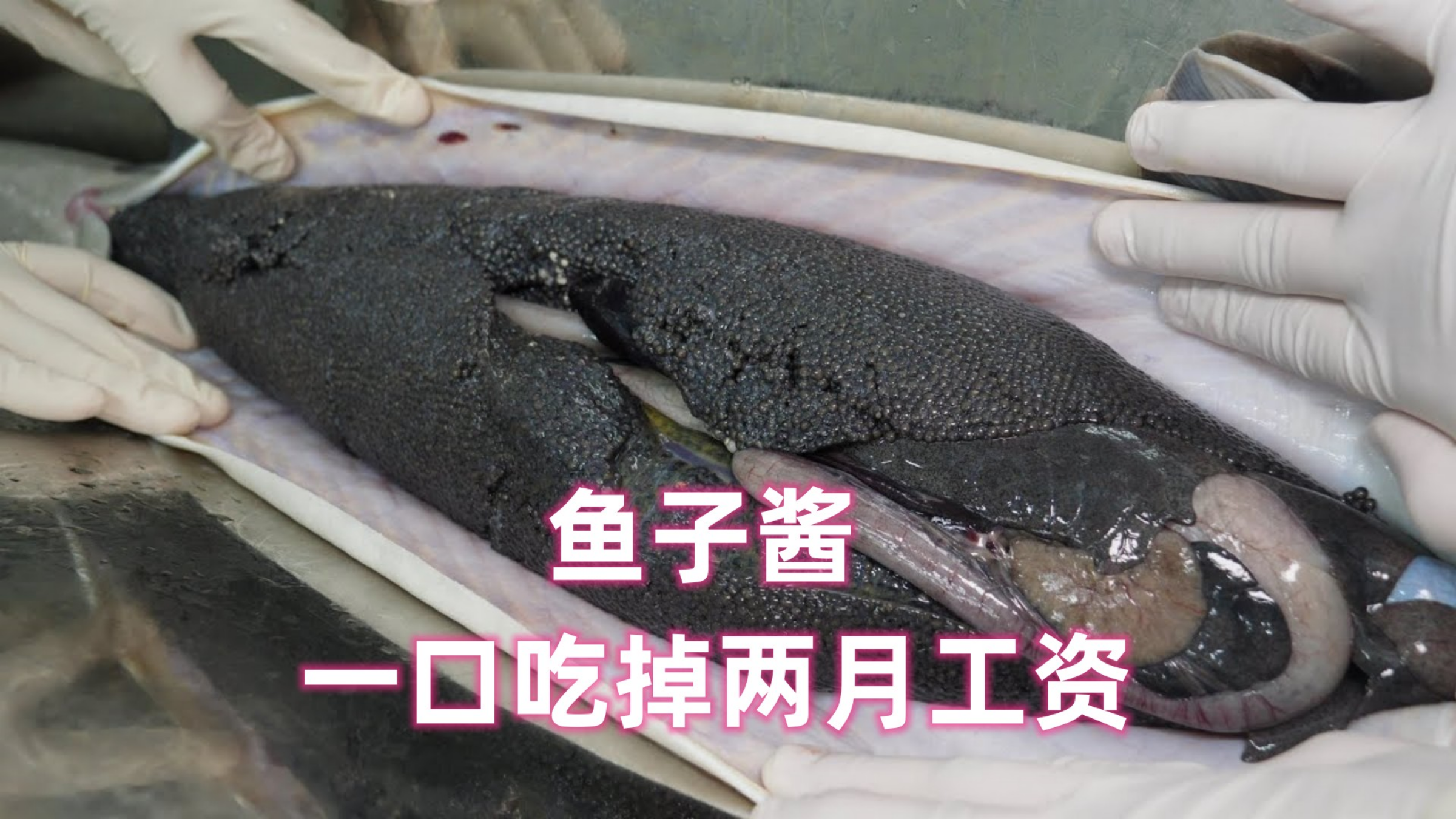 世界三大美食的鱼子酱,一口吃掉两月工资,养殖却十分惊人