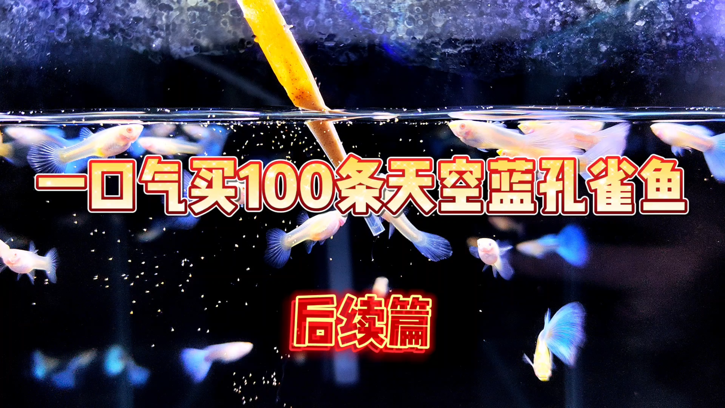 一口气买的100条天空蓝孔雀鱼已经养出状态了!分享一下定水心得