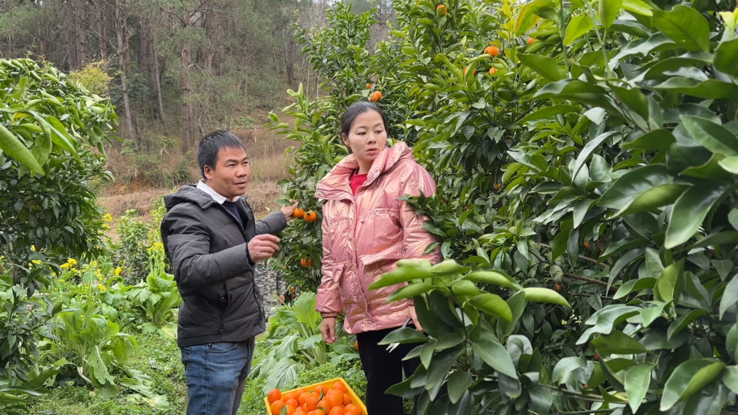 阿金主动让小翠管沃柑款，她说我管账比较好，两人都不愿当家