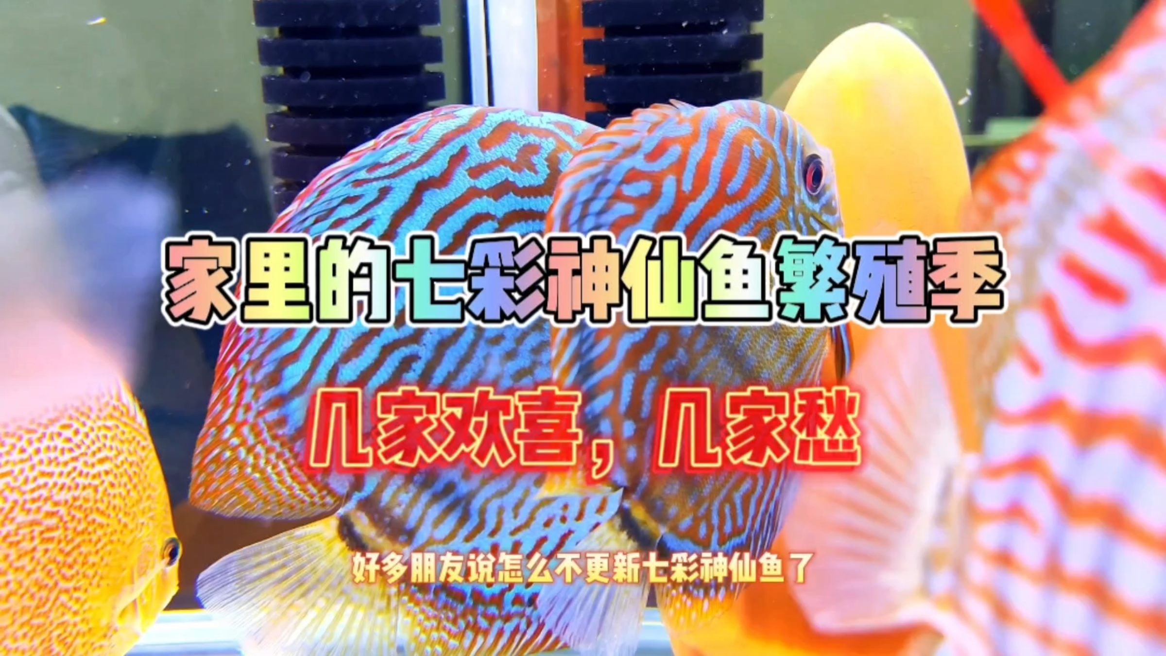 家里的七彩神仙鱼陆续开始繁殖了,过程真是一波三折啊,其乐无穷