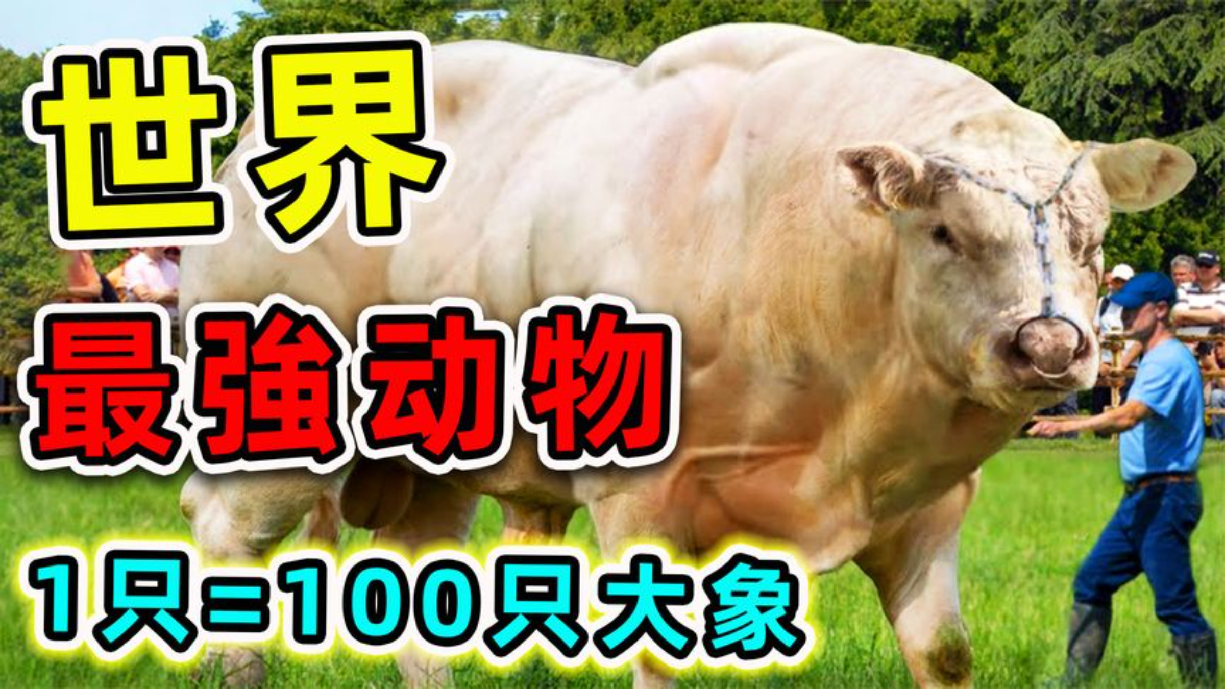 全世界10种最强壮动物,超2000斤的肌肉猛兽,举起1000倍自身体重