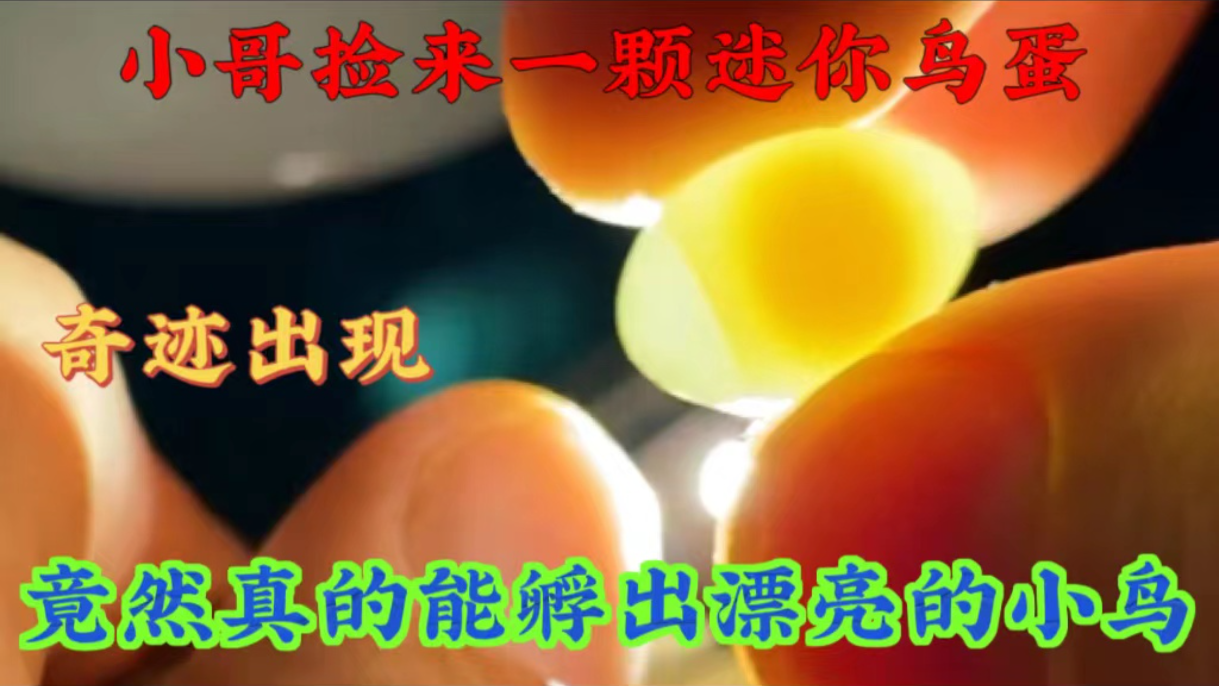 小哥捡来一颗迷你鸟蛋,在好奇的驱使下孵化,竟然真的能孵出小鸟