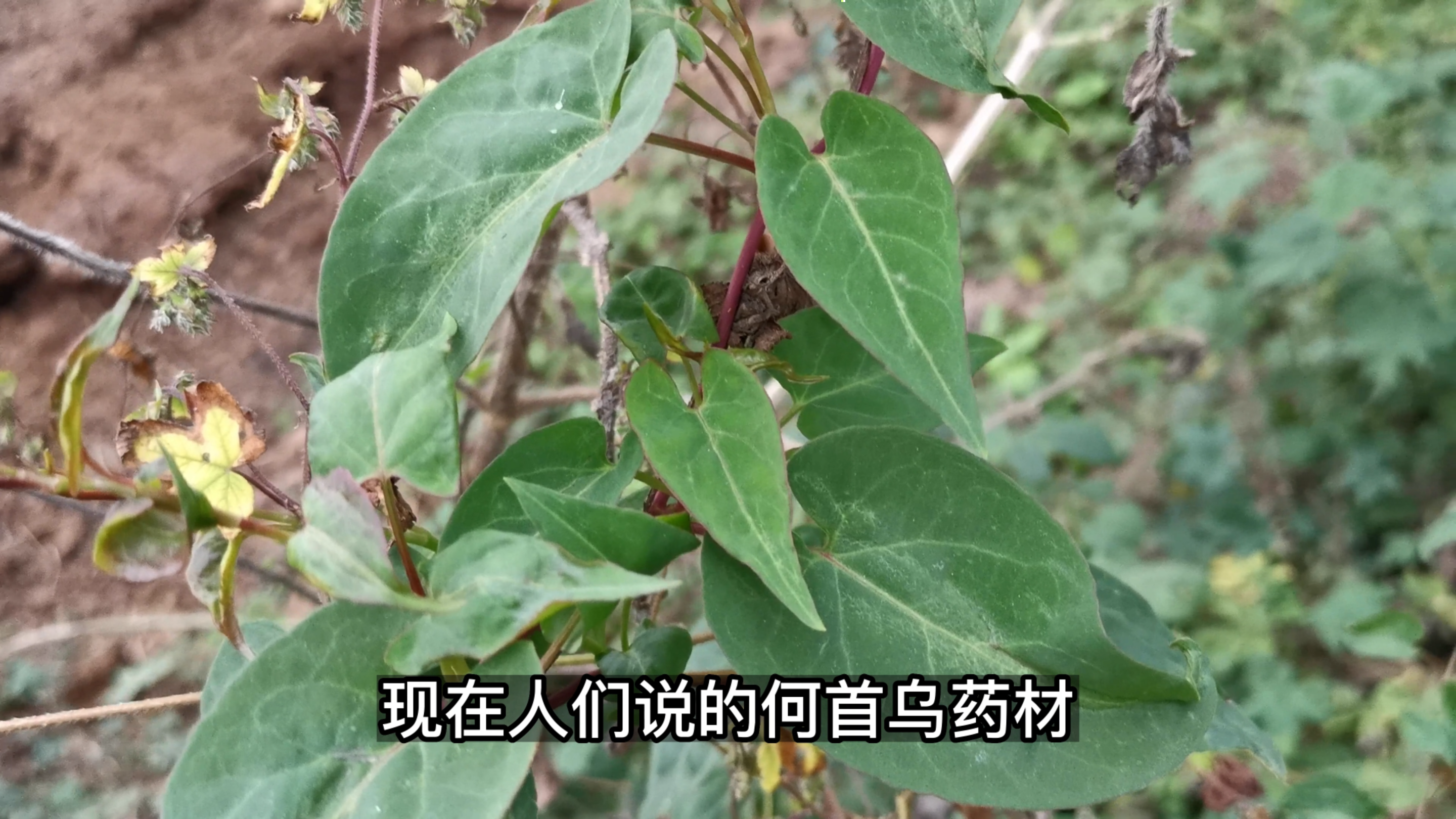 何首乌是古代“四大仙草”之一,在农村其实随处可见,你肯定见过