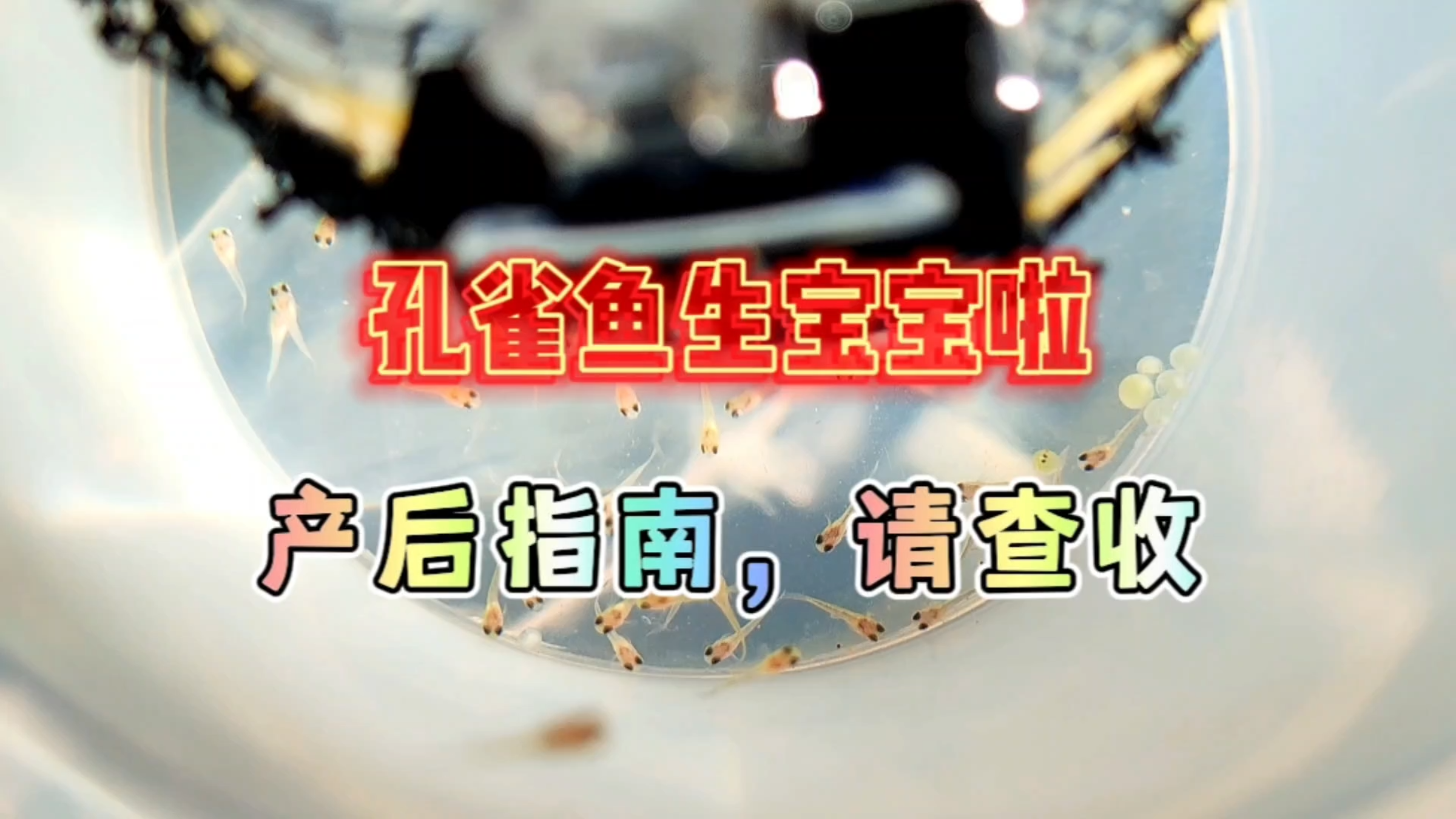 家里的孔雀鱼生小鱼了!正好和大家分享一下孔雀鱼的产后护理!