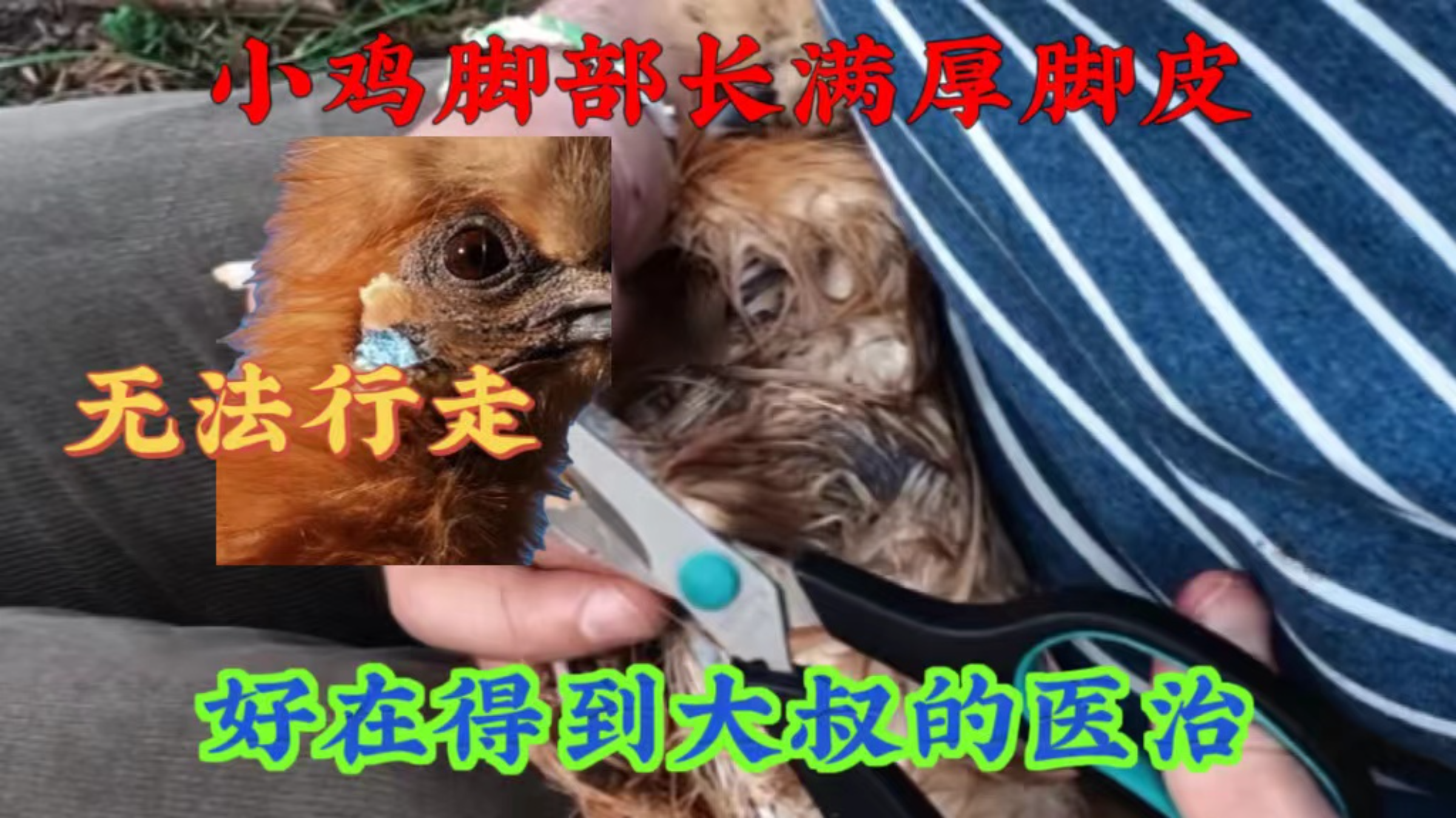 小鸡脚部长满厚皮,无法直立行走,通过救助成功逆袭变“明星”。