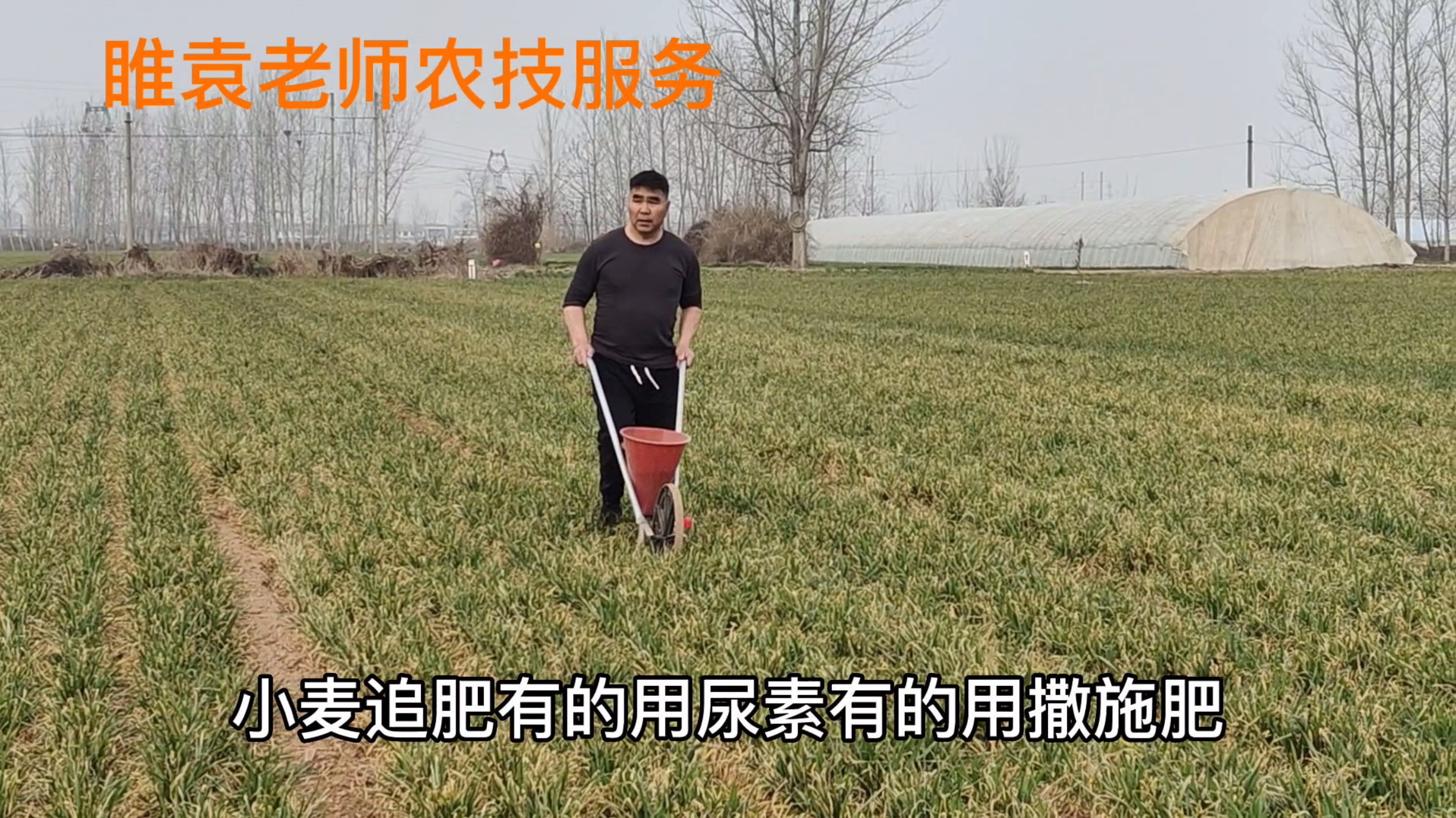 尿素和撒施肥有什么不同,小麦追肥选哪个好