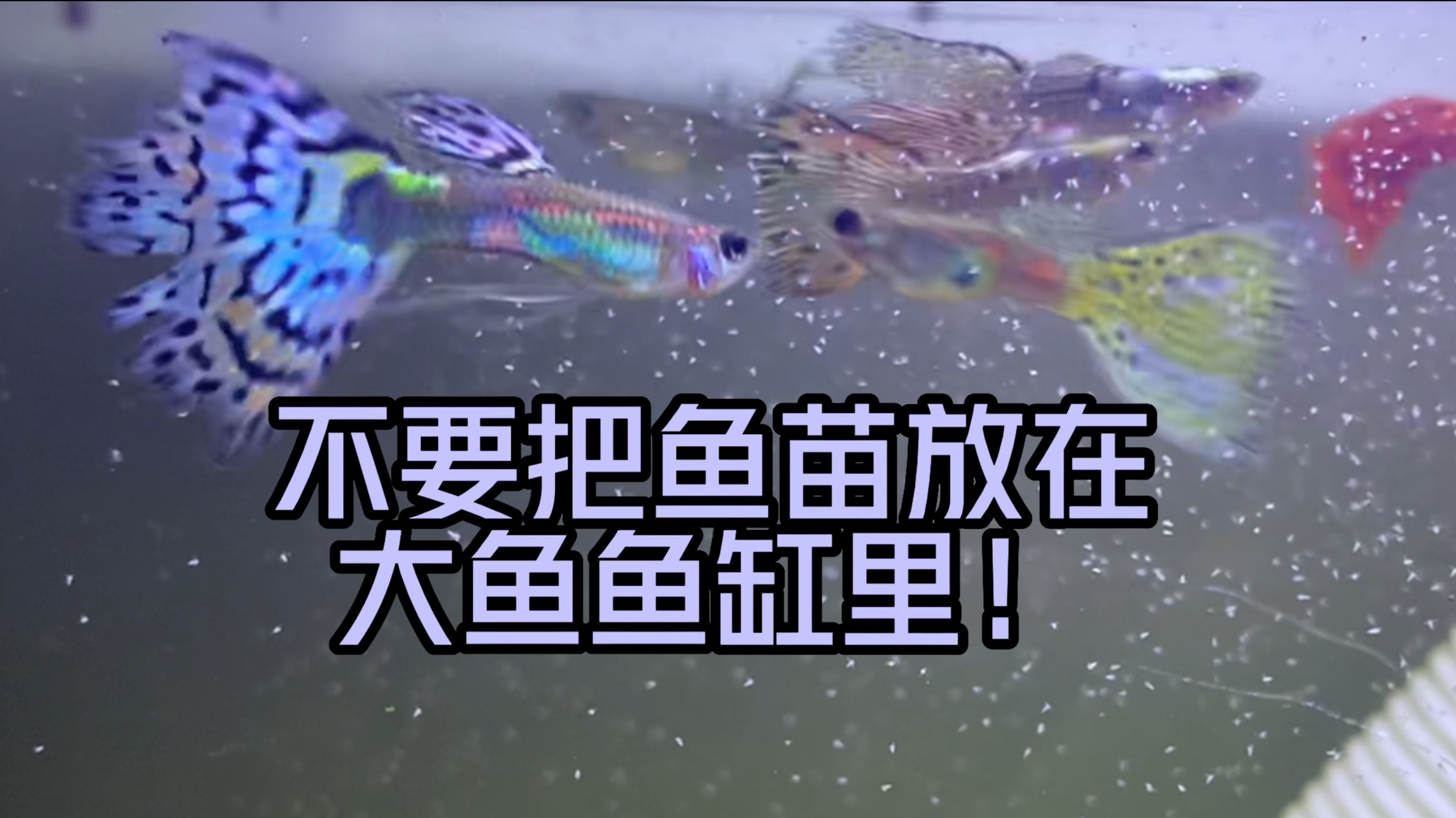 养孔雀鱼一定要避免这种操作 | 这回小鱼苗遭遇了什么