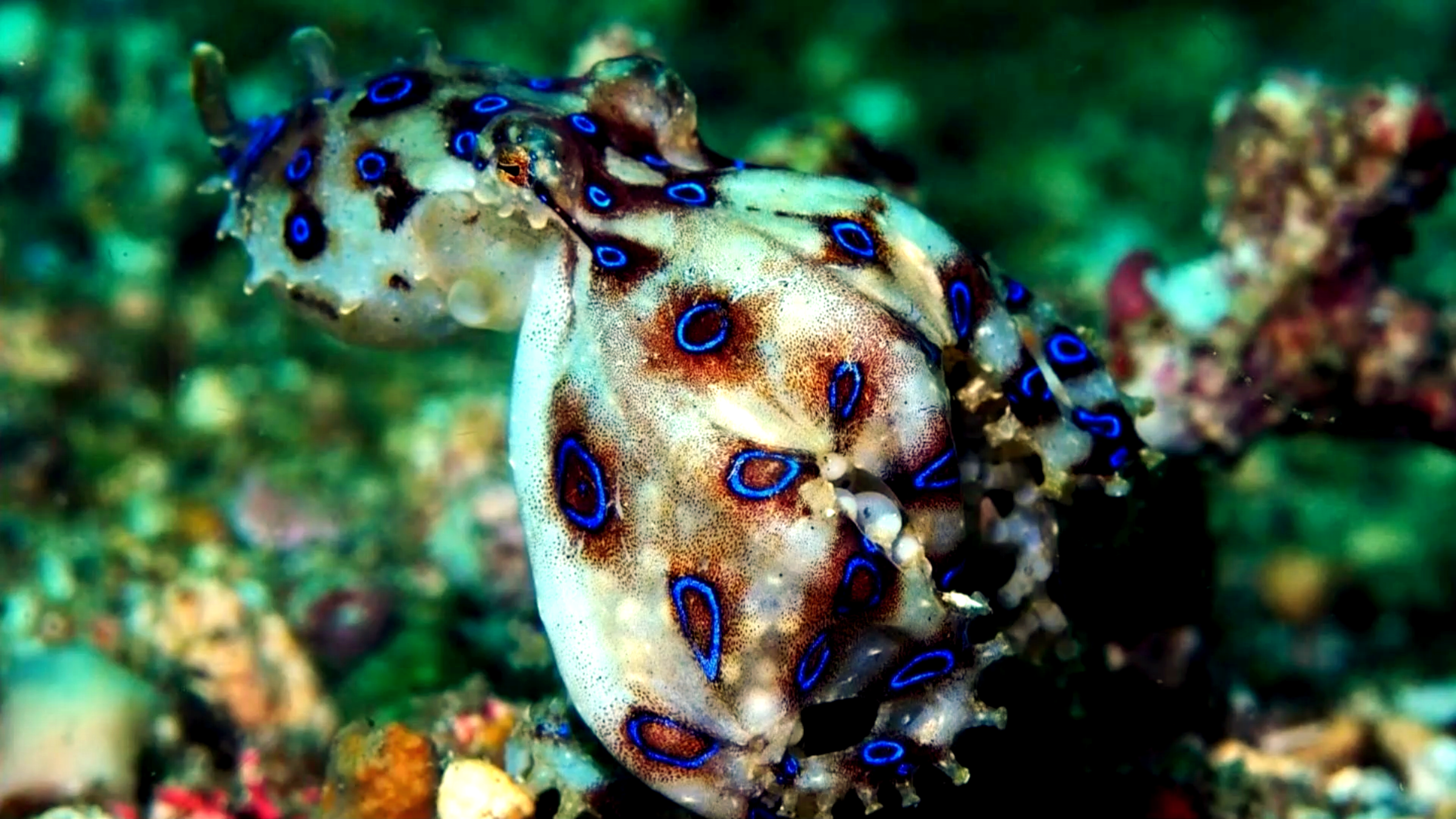 蓝环章鱼 绚丽蓝色下的毒王 被这种小章鱼咬上一口能致人死亡